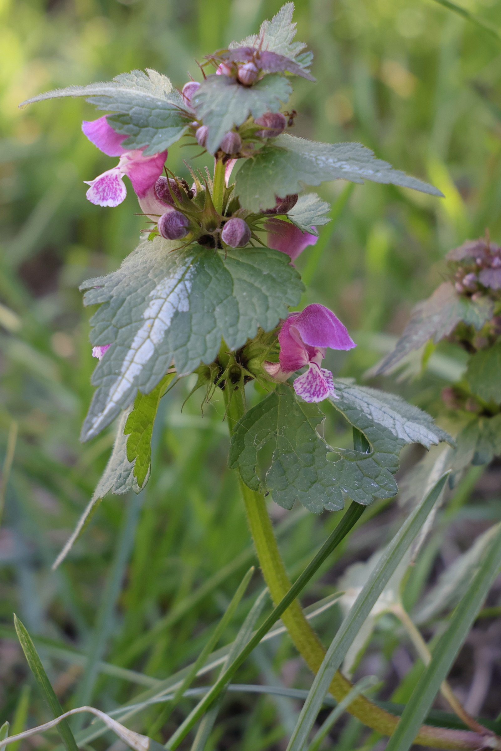 lamium_maculatum1md
