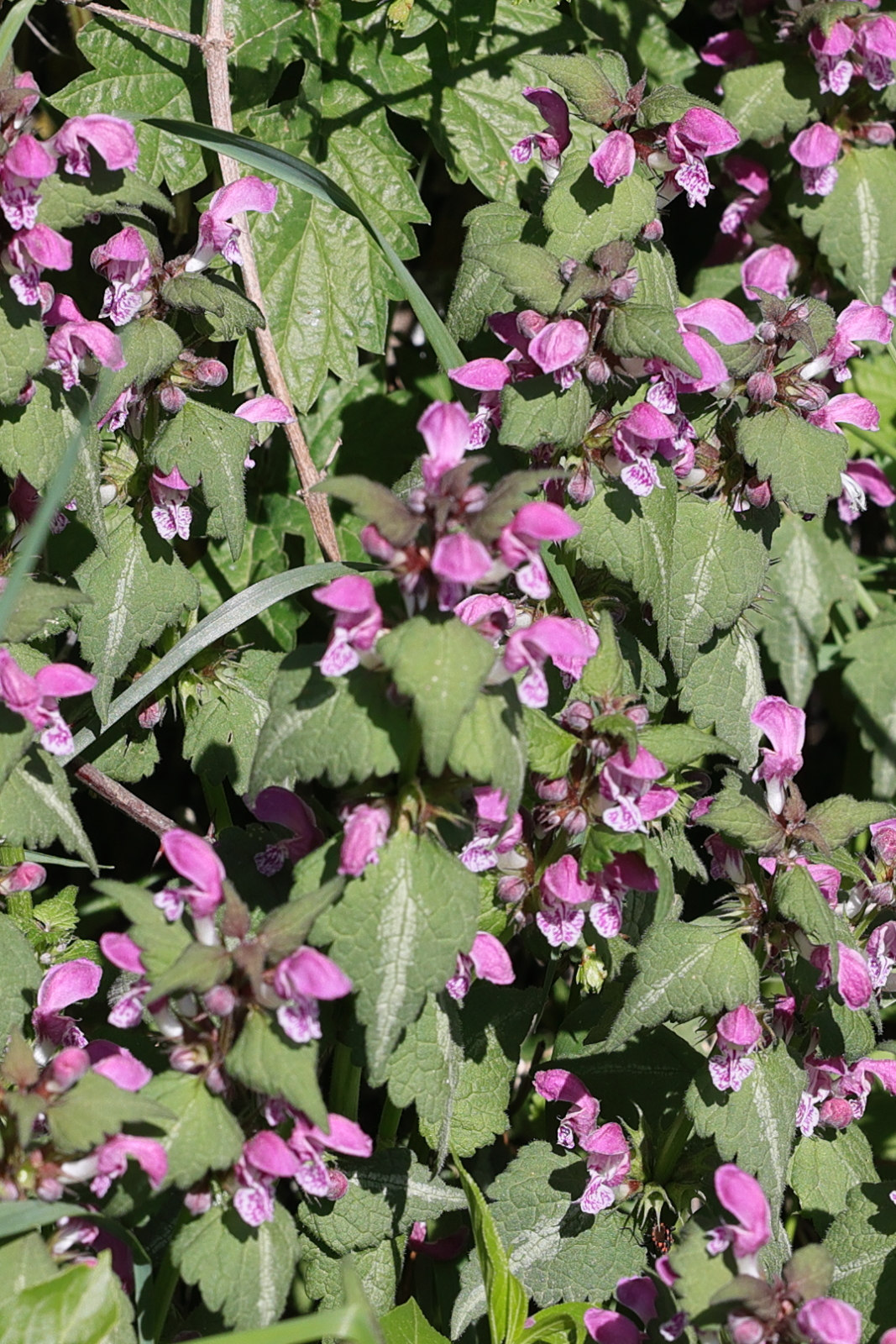 lamium_maculatum9md