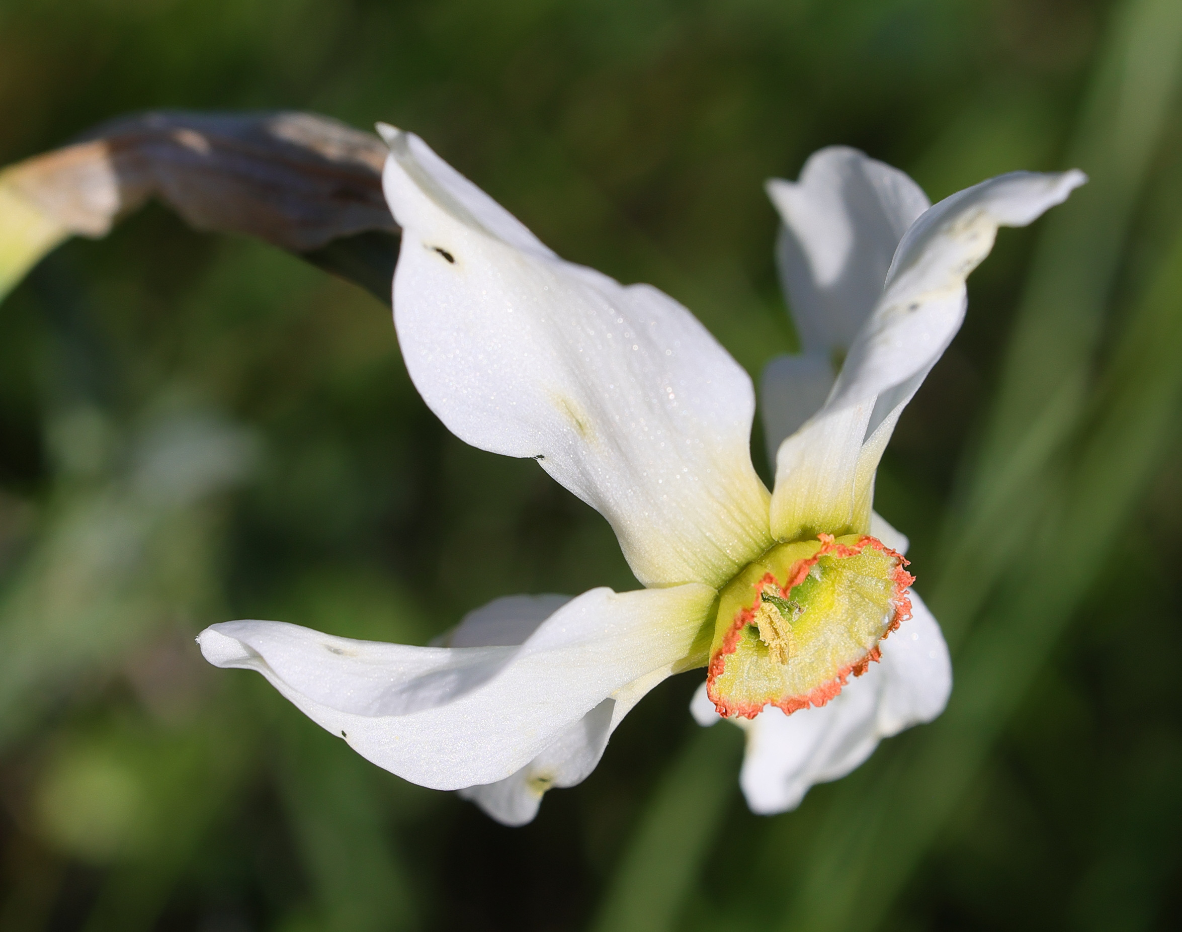 Afficher le média narcissus_poeticus2md narcissus_poeticus2md