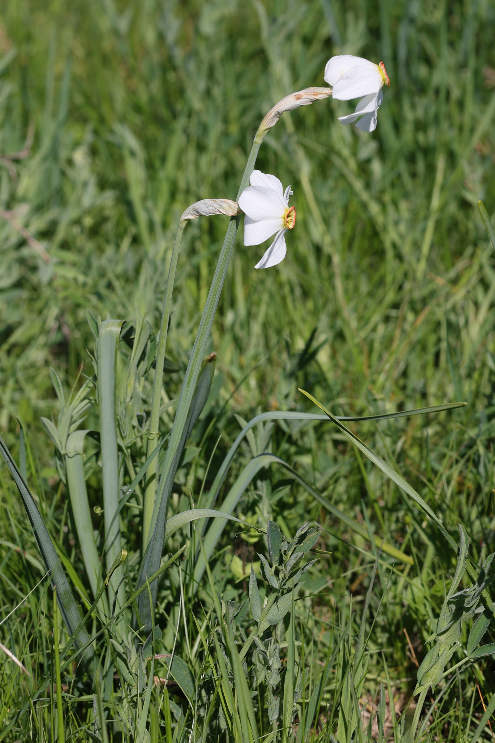 Afficher le média narcissus_poeticus3md narcissus_poeticus3md