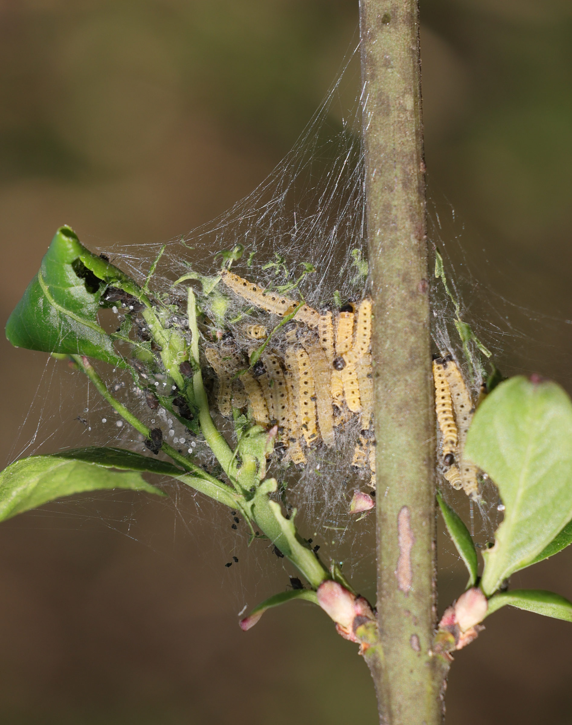 yponomeuta_cagnagella_ch3md