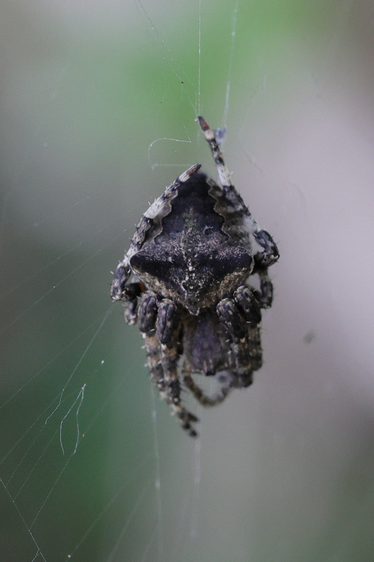 araneus_angulatus1md