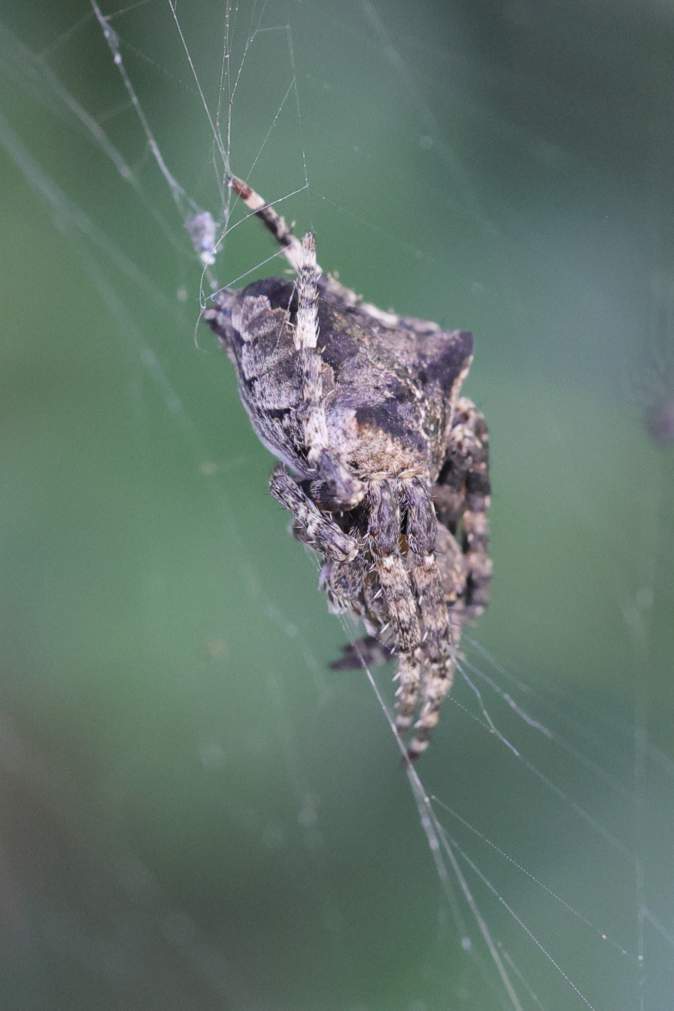 araneus_angulatus2md