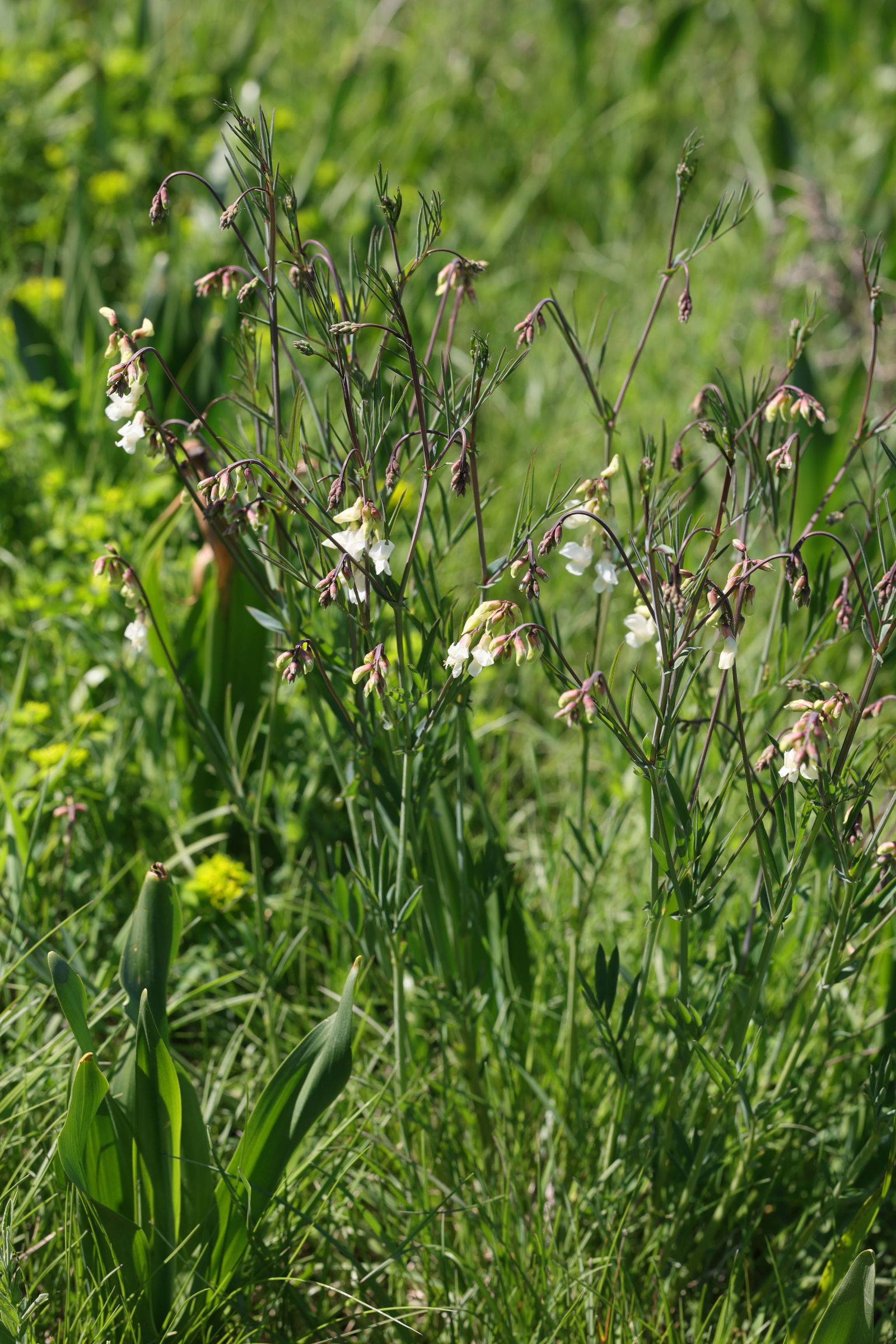 lathyrus_pannonicus1md