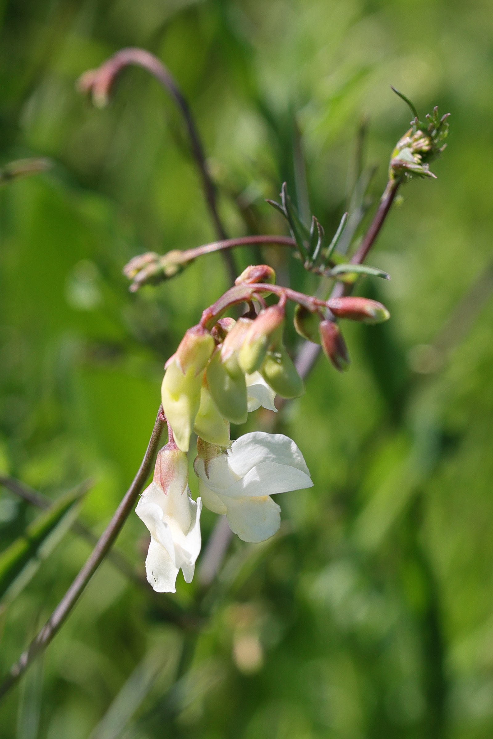 lathyrus_pannonicus2md
