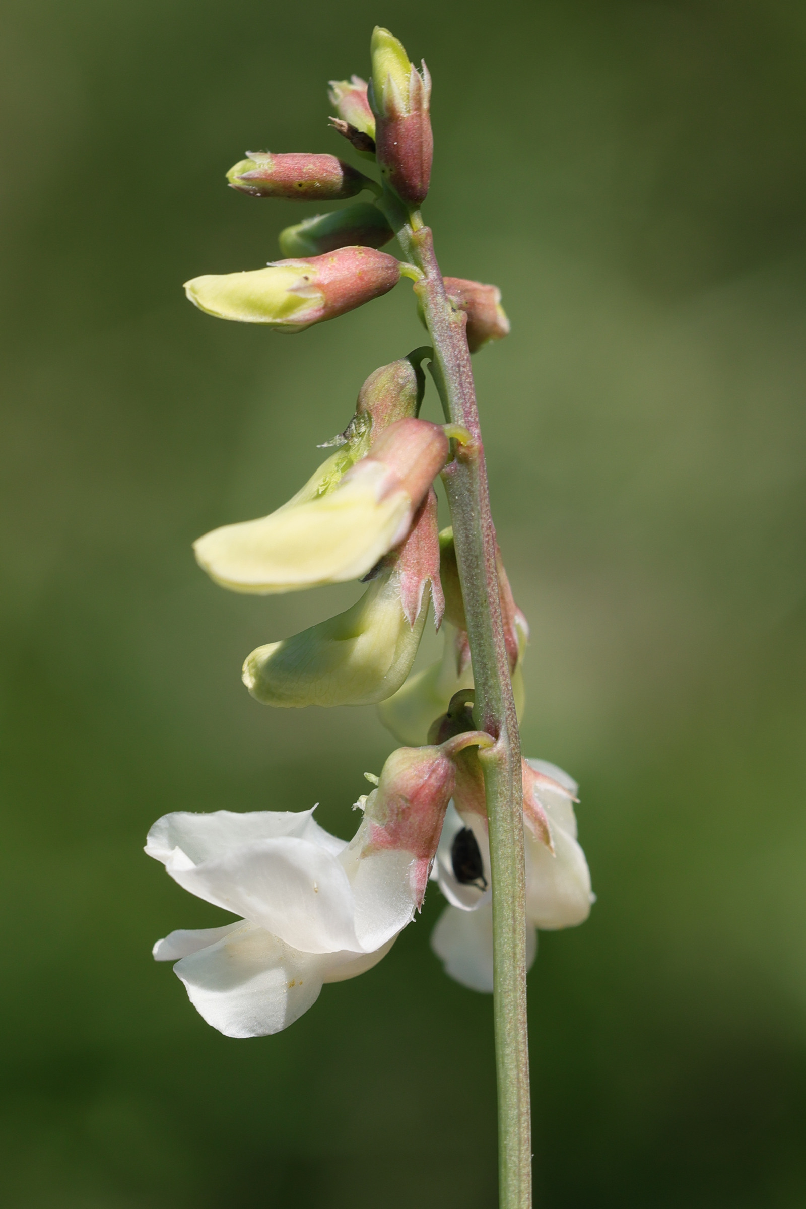 lathyrus_pannonicus3md