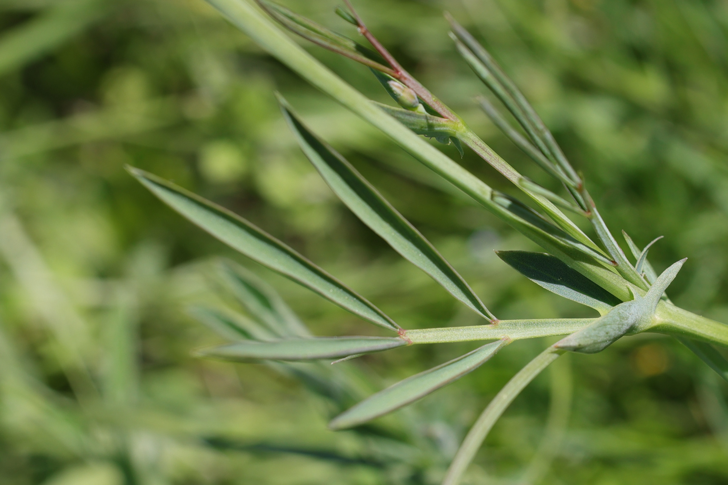 lathyrus_pannonicus4md