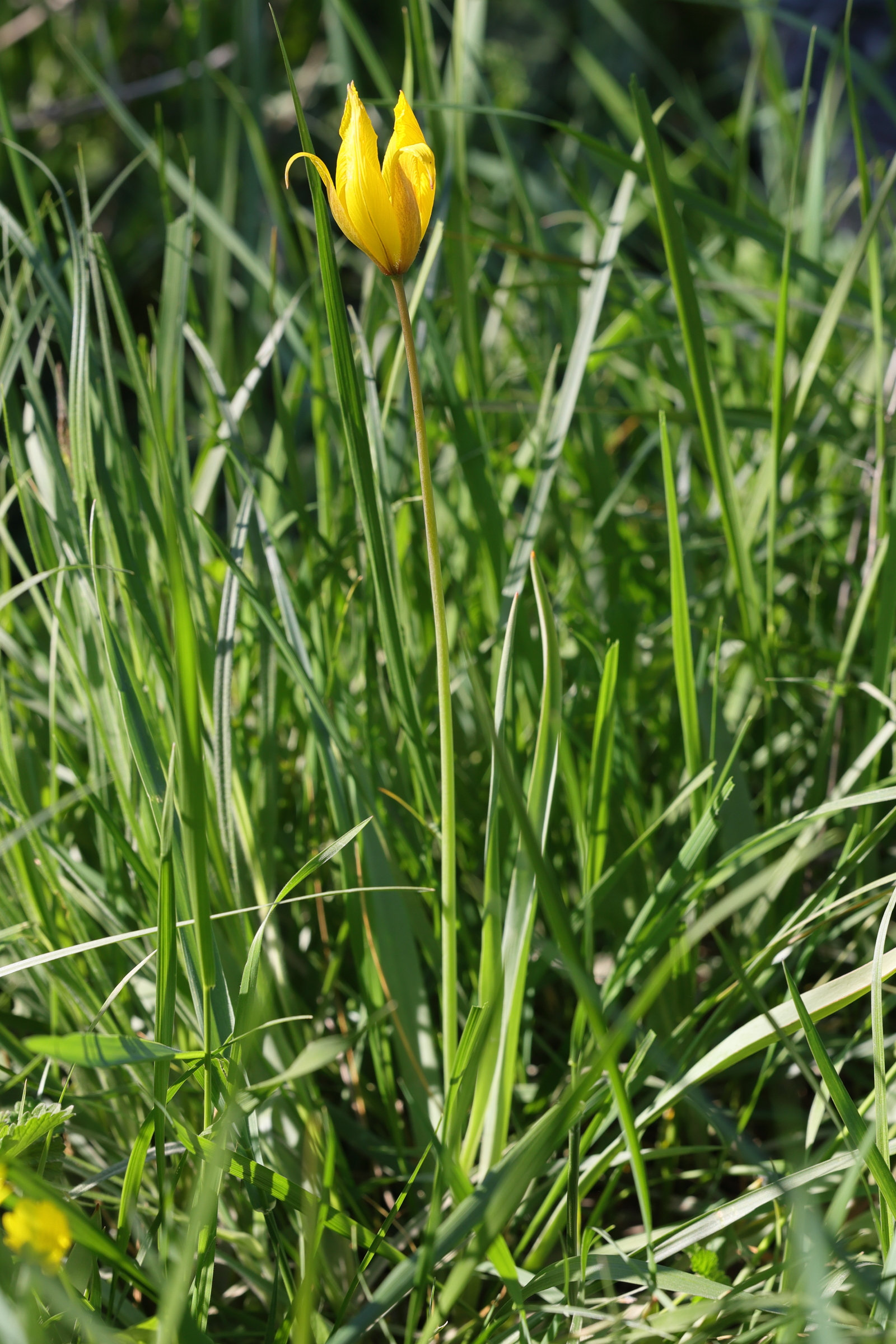 Afficher le média tulipa_sylvestris_australis1md tulipa_sylvestris_australis1md