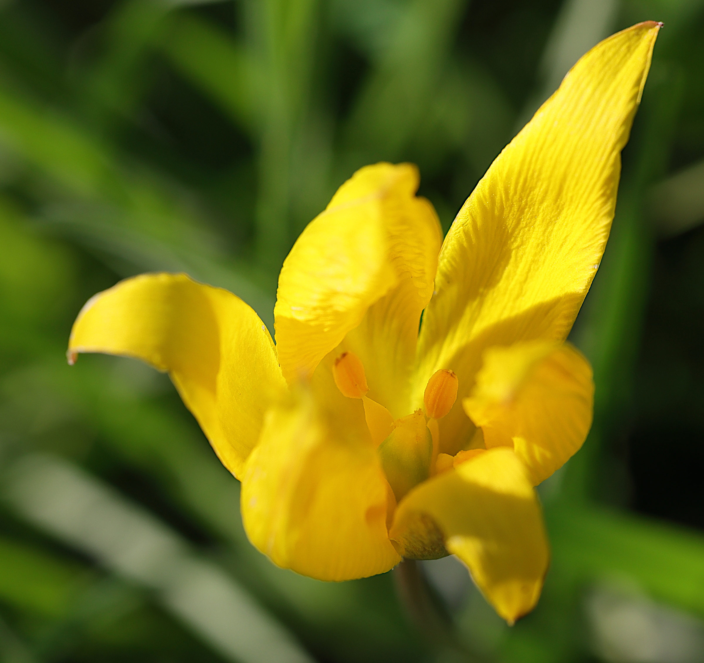 Afficher le média tulipa_sylvestris_australis2md tulipa_sylvestris_australis2md