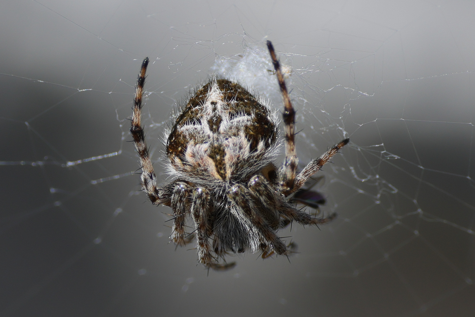 Afficher le média agalenatea_redii6md agalenatea_redii6md