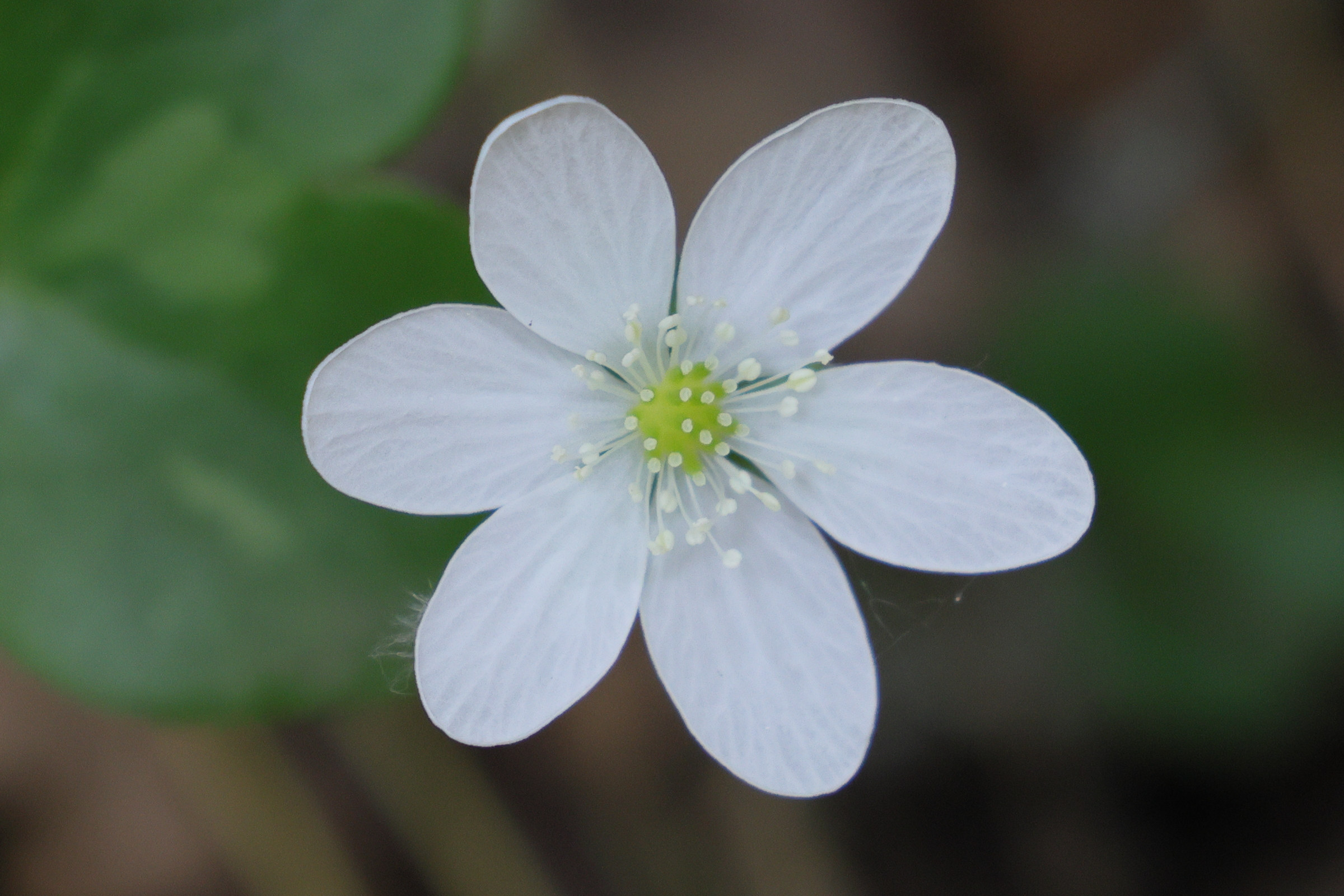 Afficher le média anemone_hepatica5md anemone_hepatica5md