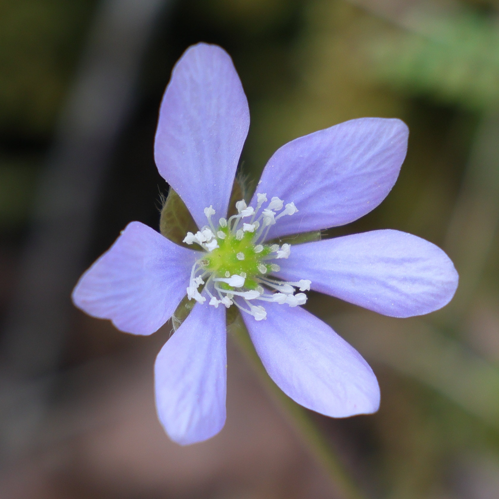Afficher le média anemone_hepatica7md anemone_hepatica7md