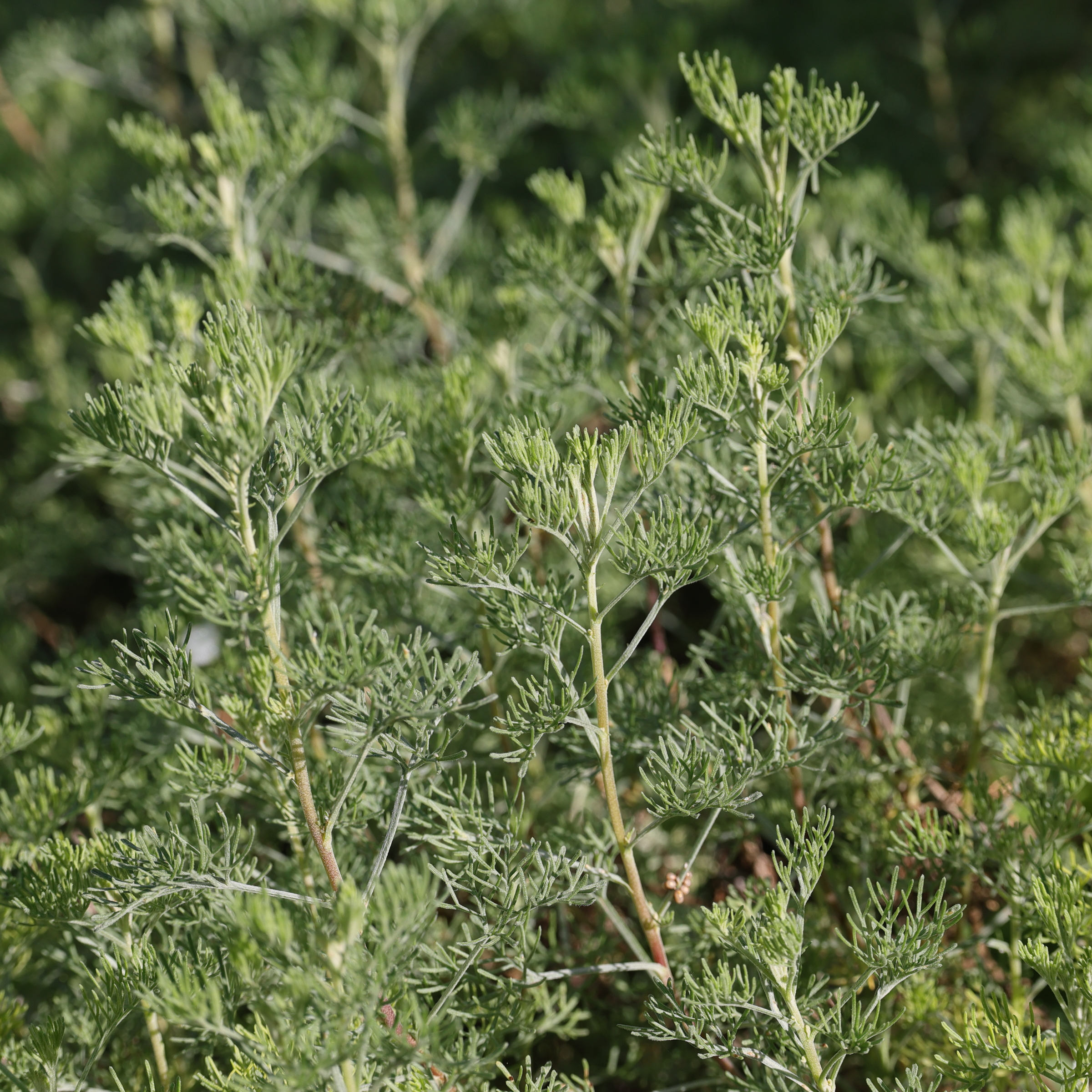 Afficher le média artemisia_abrotanum2md artemisia_abrotanum2md