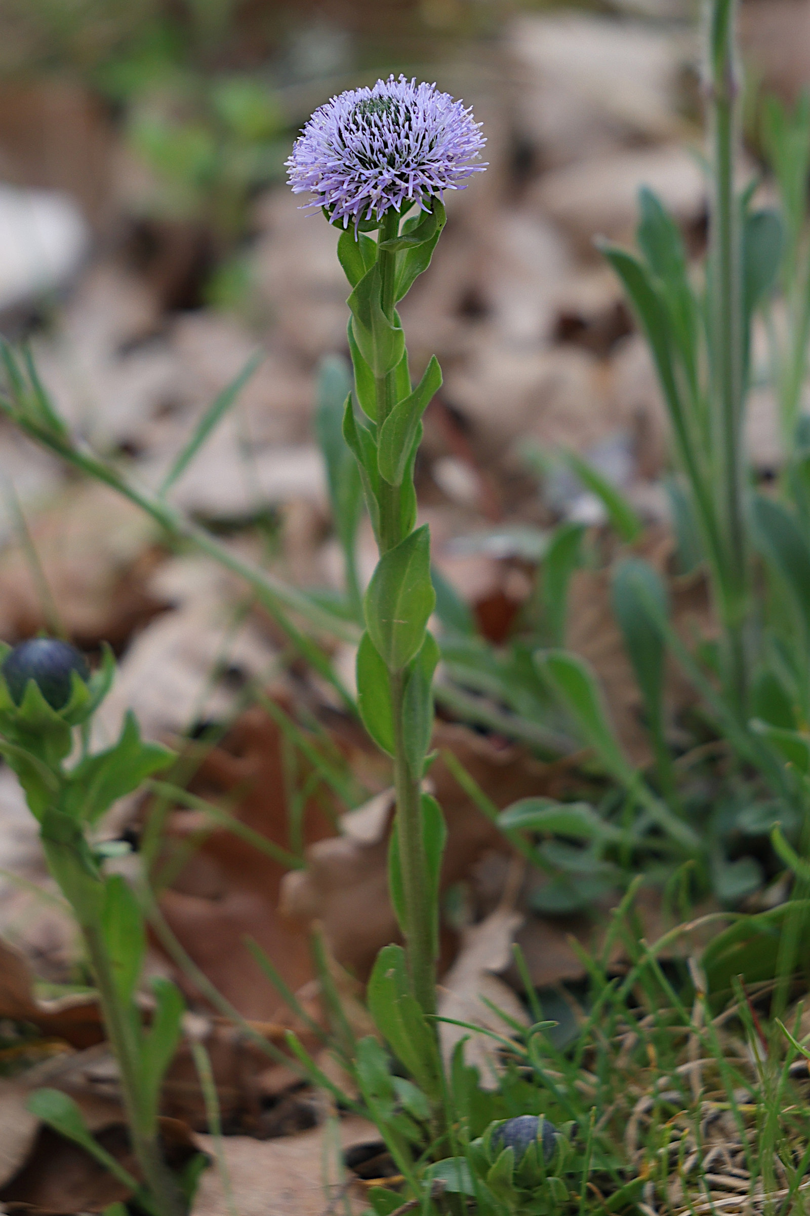Afficher le média globularia_bisnagarica4md globularia_bisnagarica4md