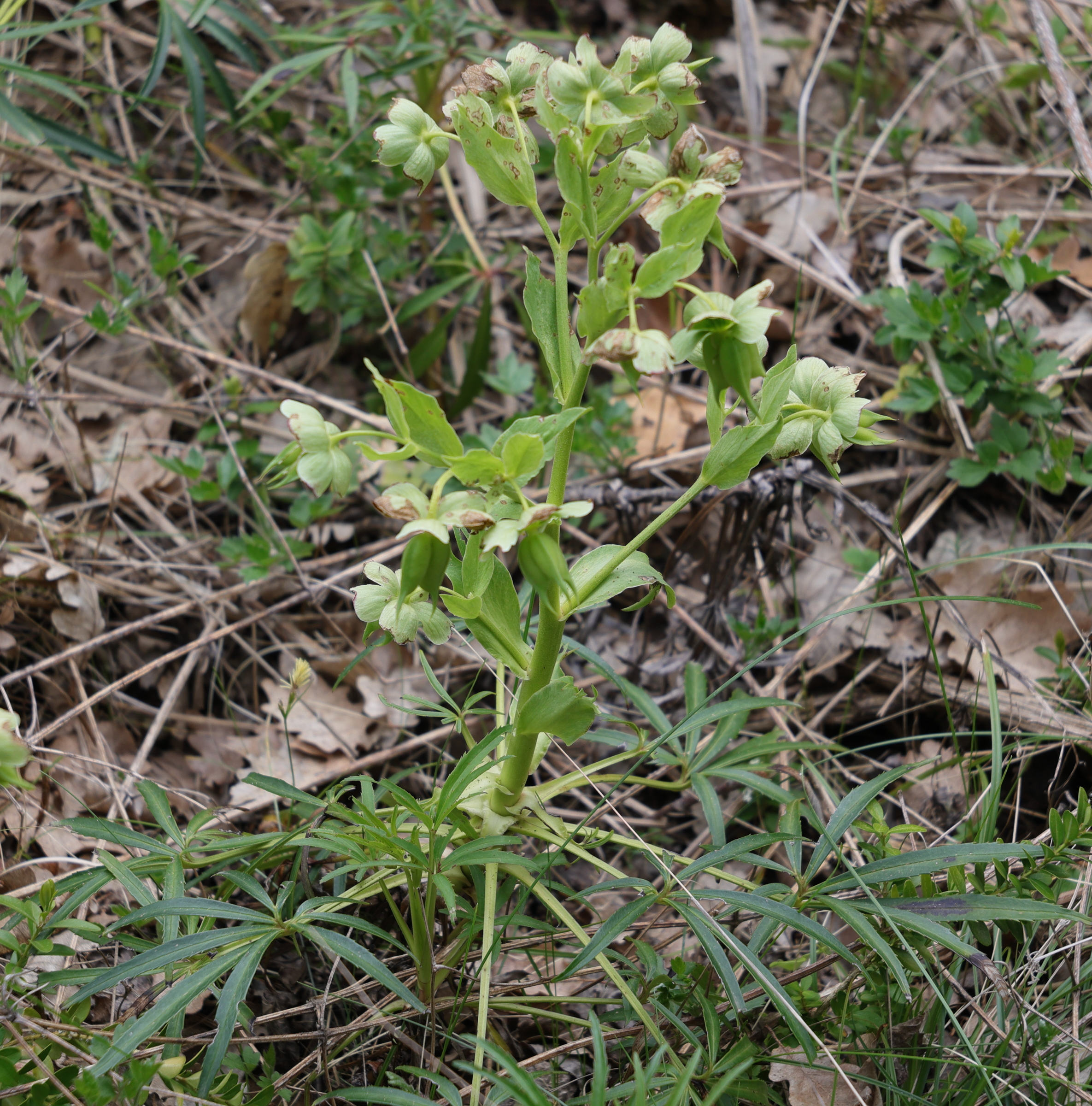 helleborus_foetidus1md