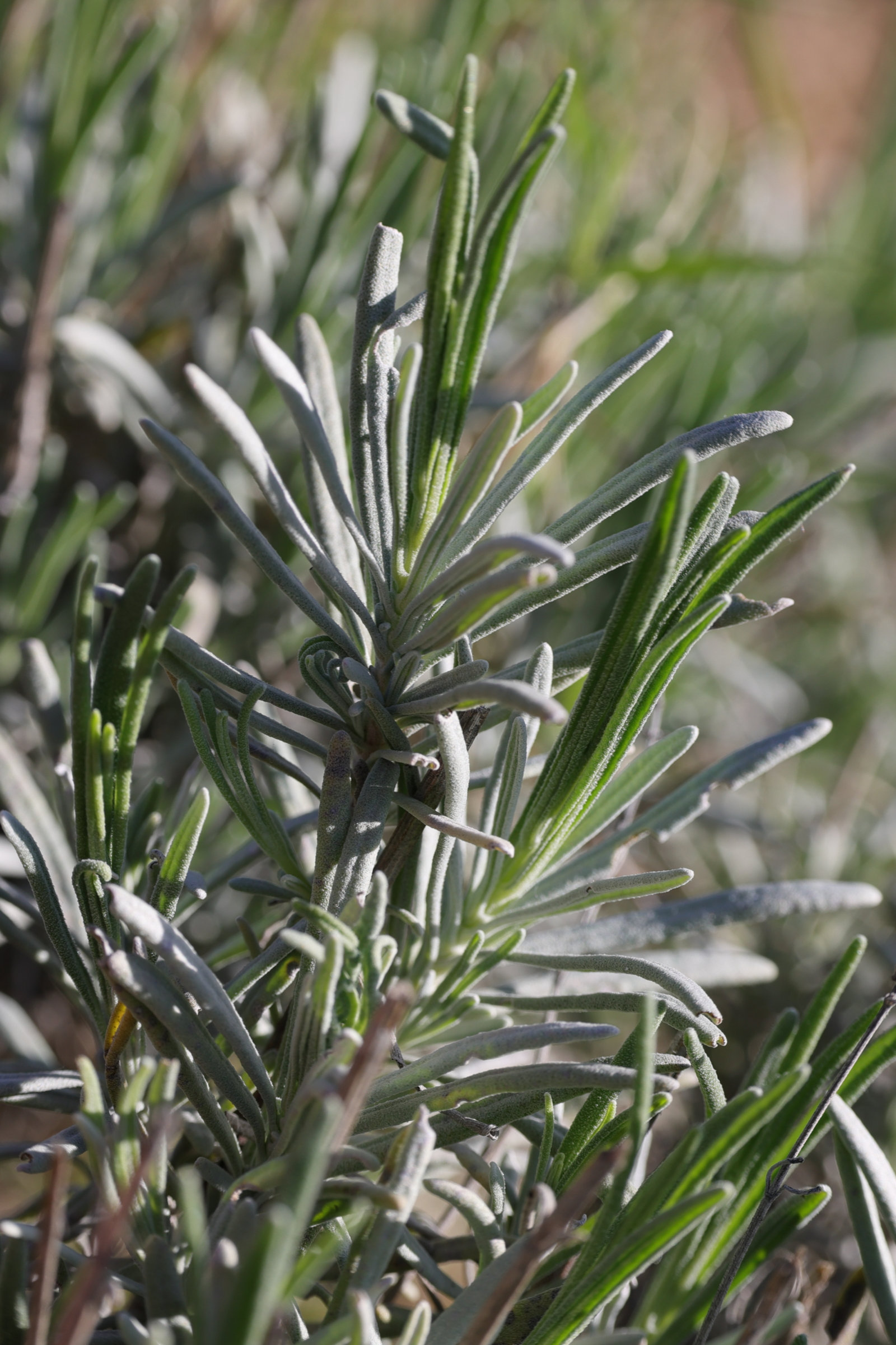 lavandula_angustifolia5md