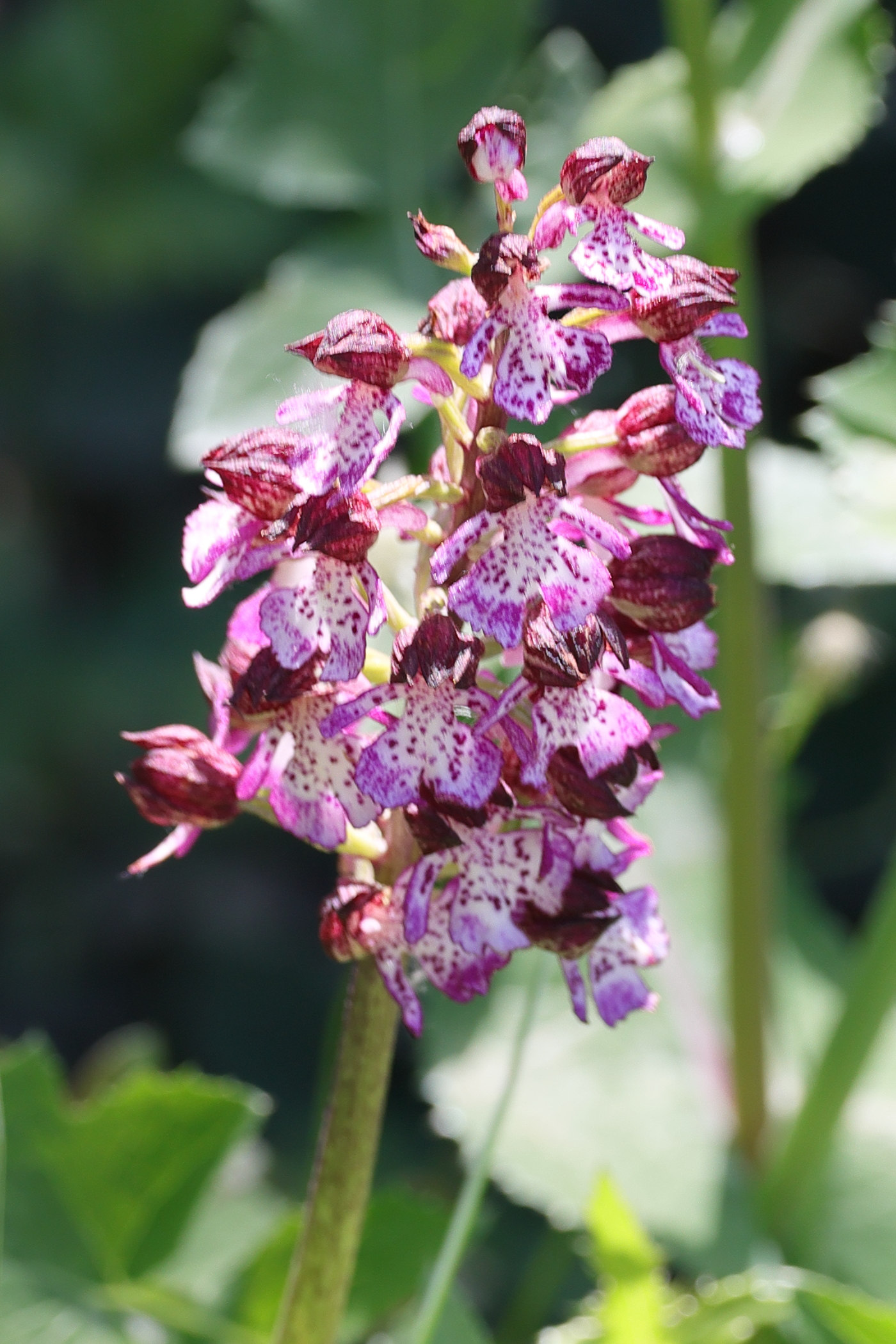 Afficher le média orchis_purpurea7md orchis_purpurea7md