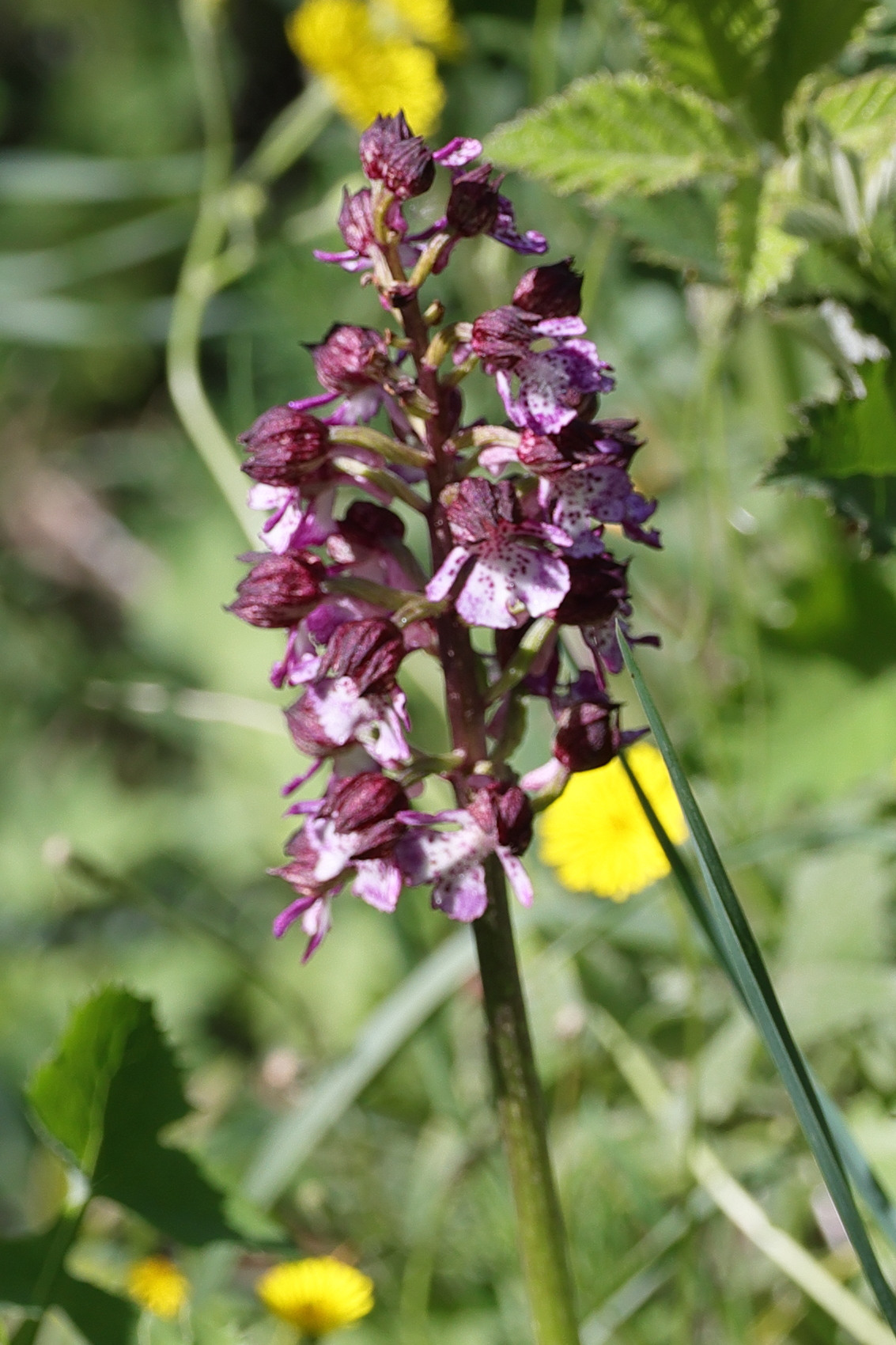 Afficher le média orchis_purpurea8md orchis_purpurea8md