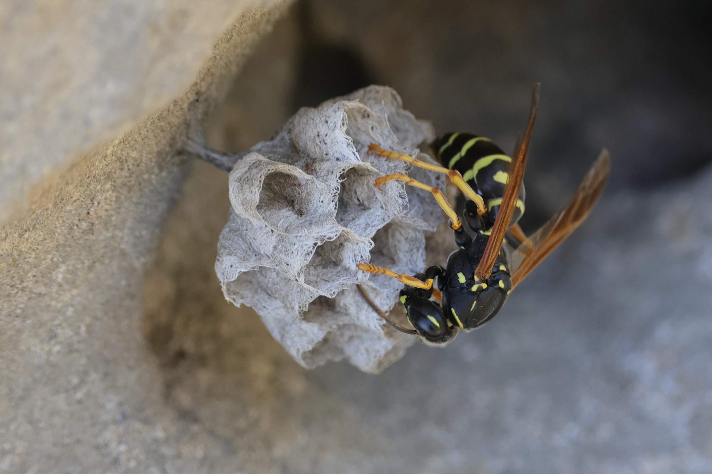 polistes_biglumis5md