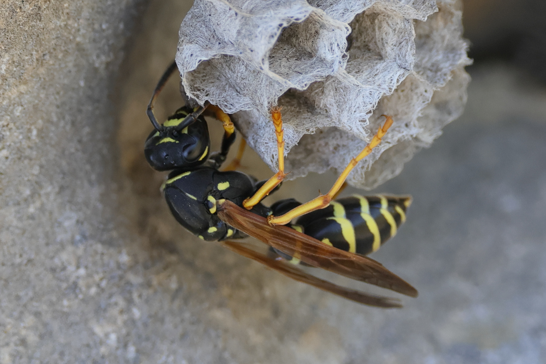 polistes_biglumis6md