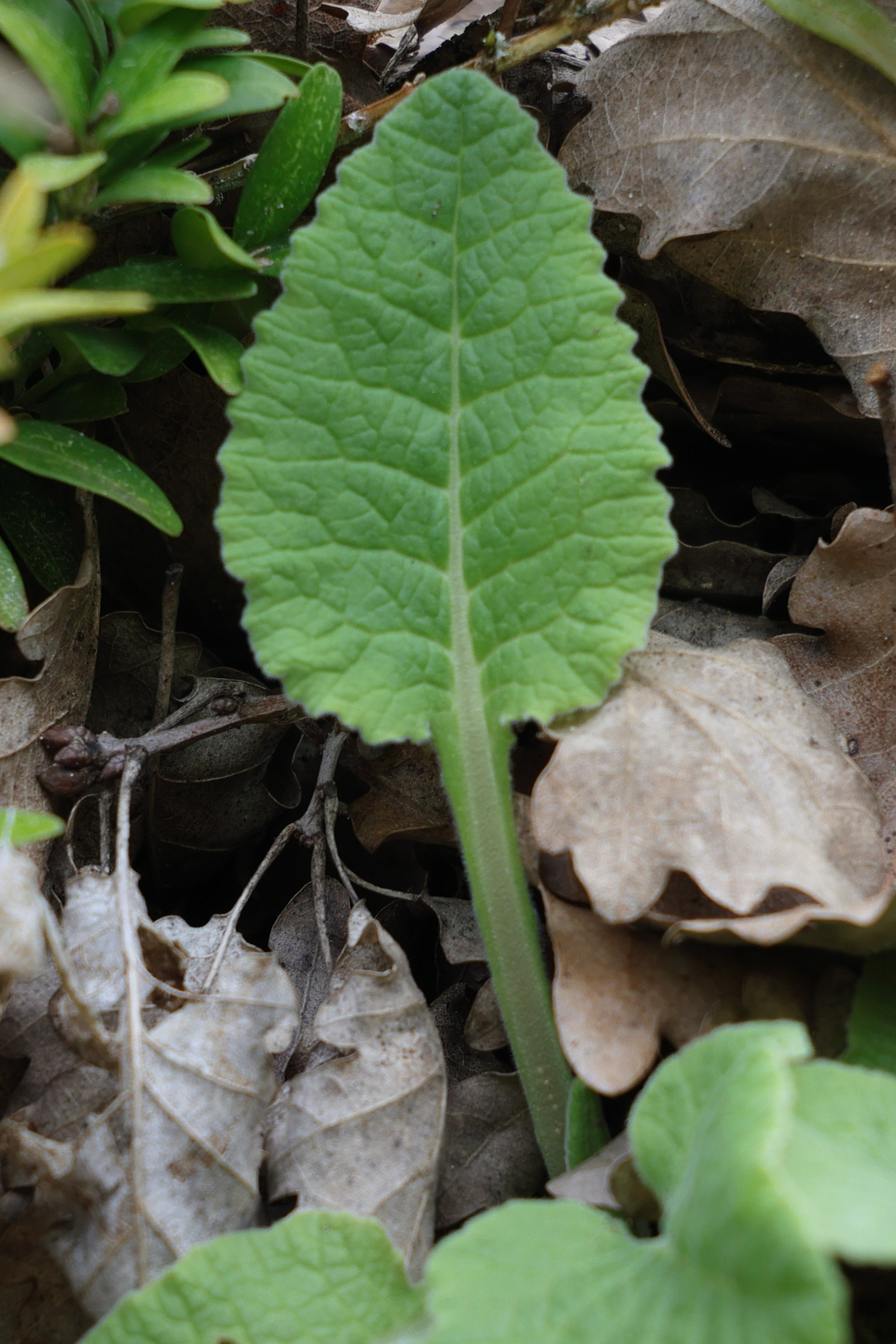 Afficher le média primula_veris5md primula_veris5md