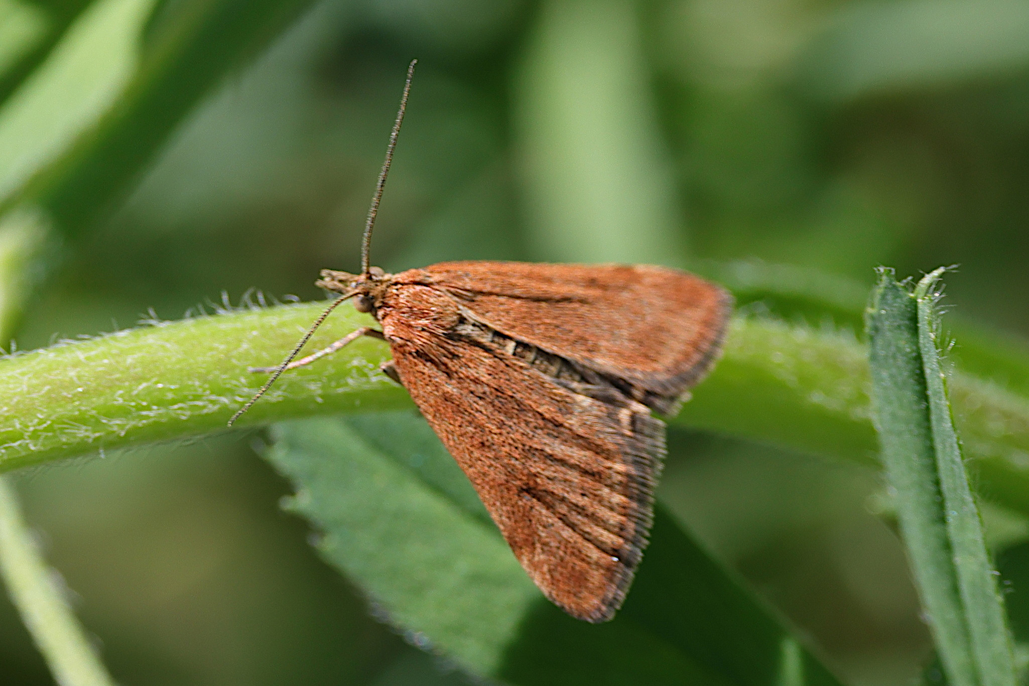 pyrausta_despicata14md