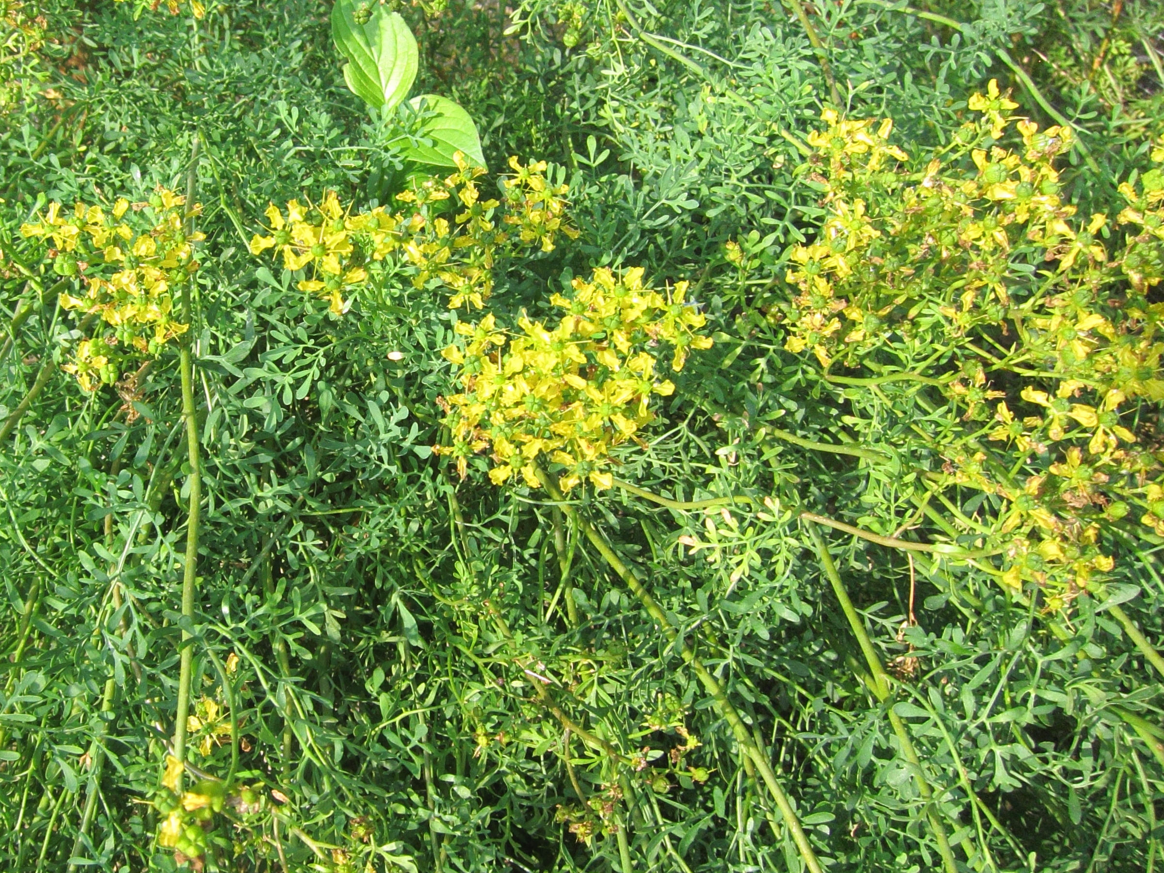 Afficher le média ruta_graveolens1bd ruta_graveolens1bd