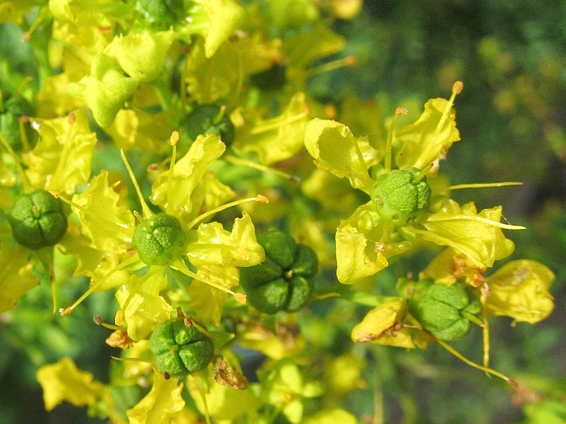 Afficher le média ruta_graveolens2bd ruta_graveolens2bd