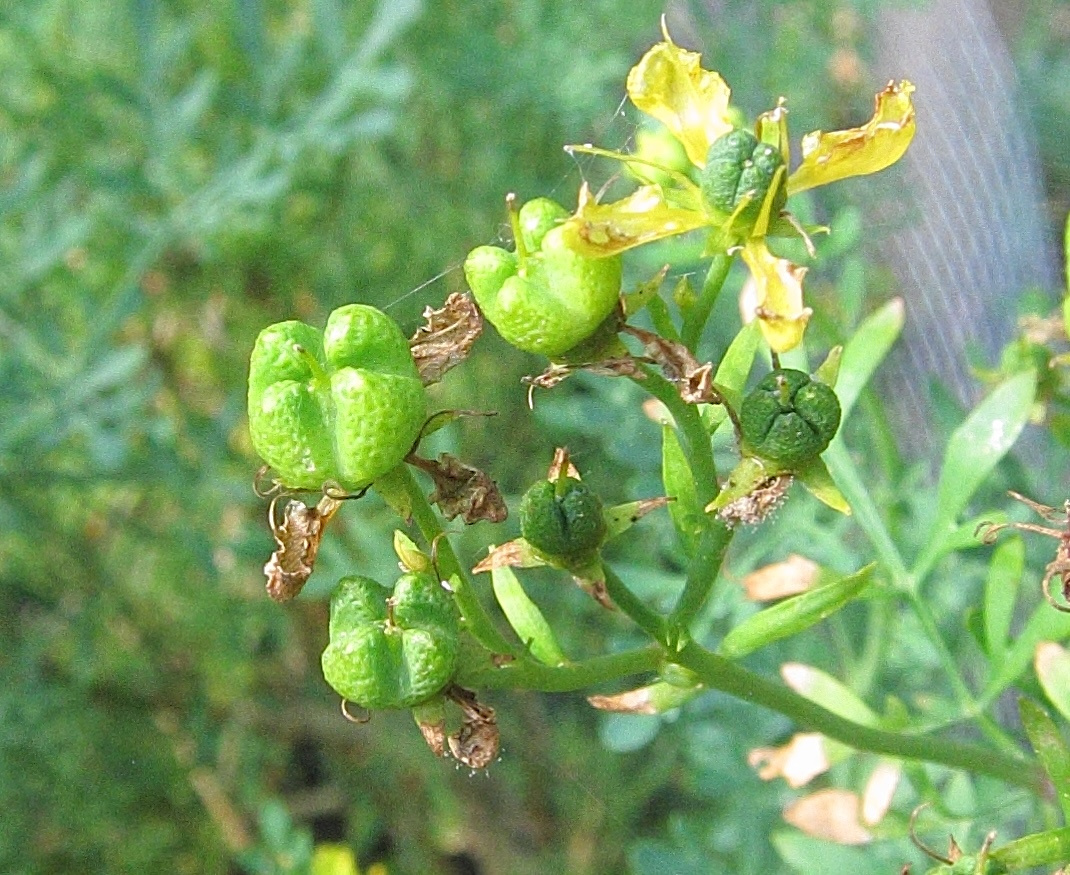 Afficher le média ruta_graveolens3bd ruta_graveolens3bd