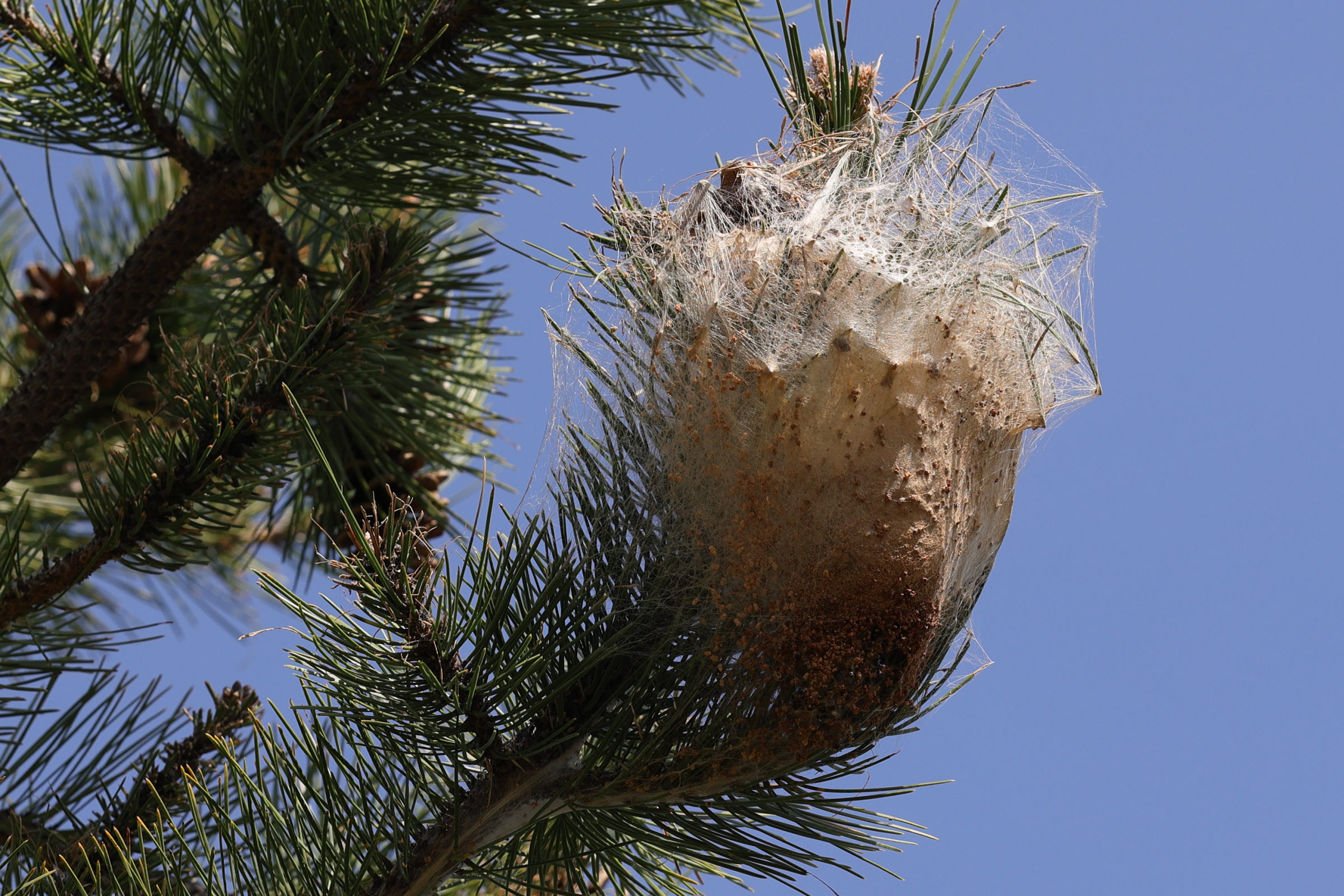 thaumetopoea_pityocampa_ch5md