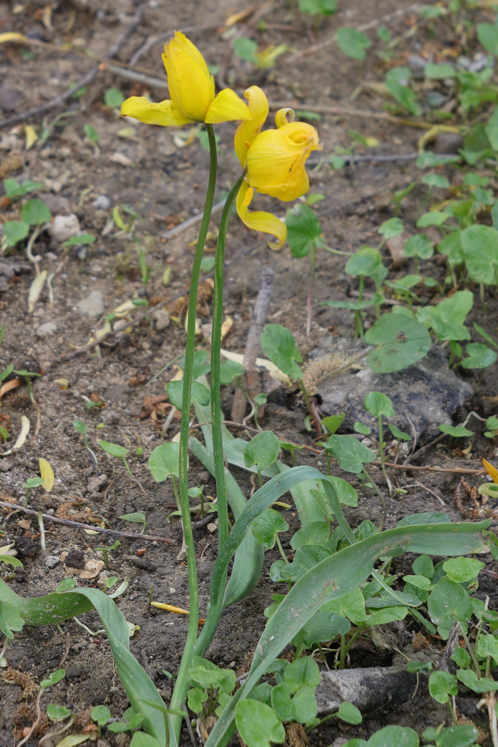 Afficher le média tulipa_sylvestris_australis3md tulipa_sylvestris_australis3md