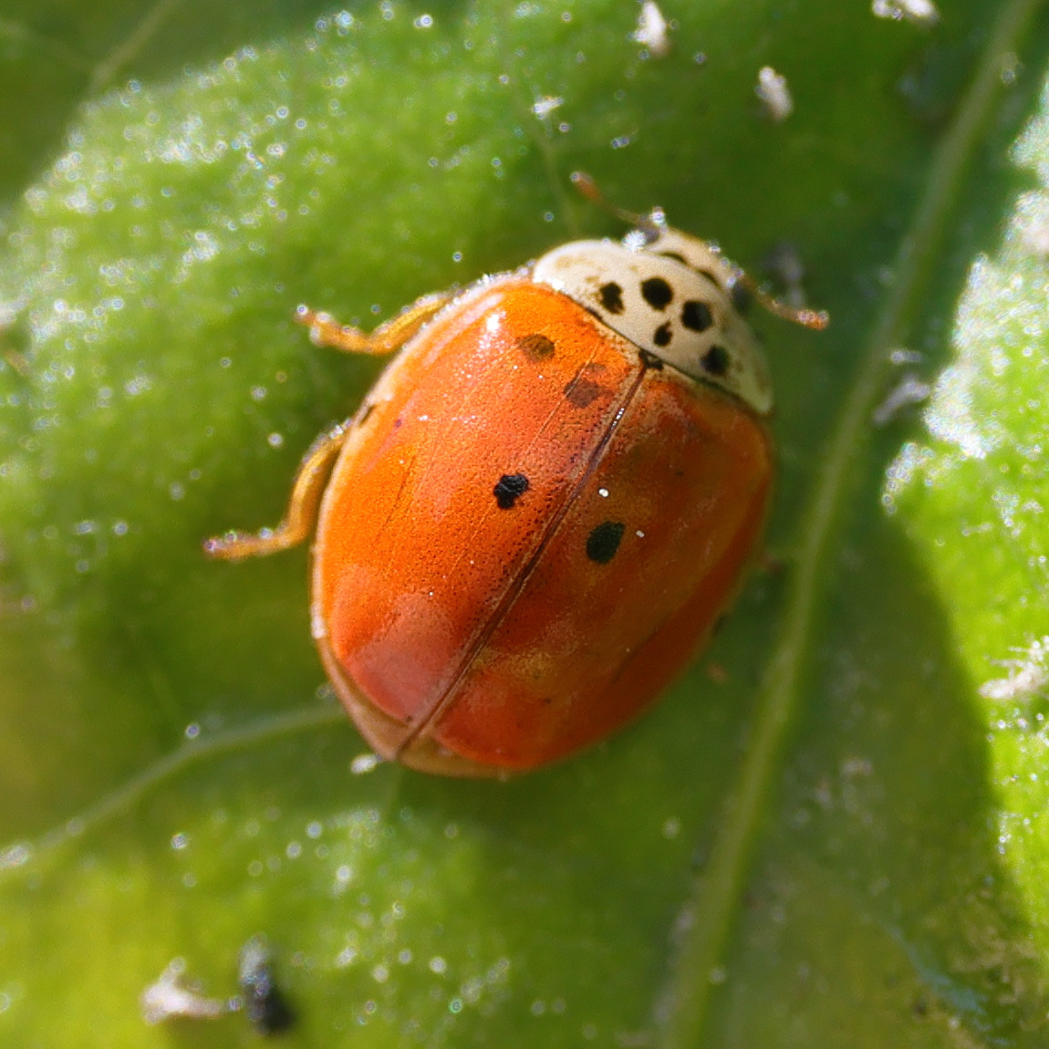 Afficher le média adalia_decempunctata12md adalia_decempunctata12md