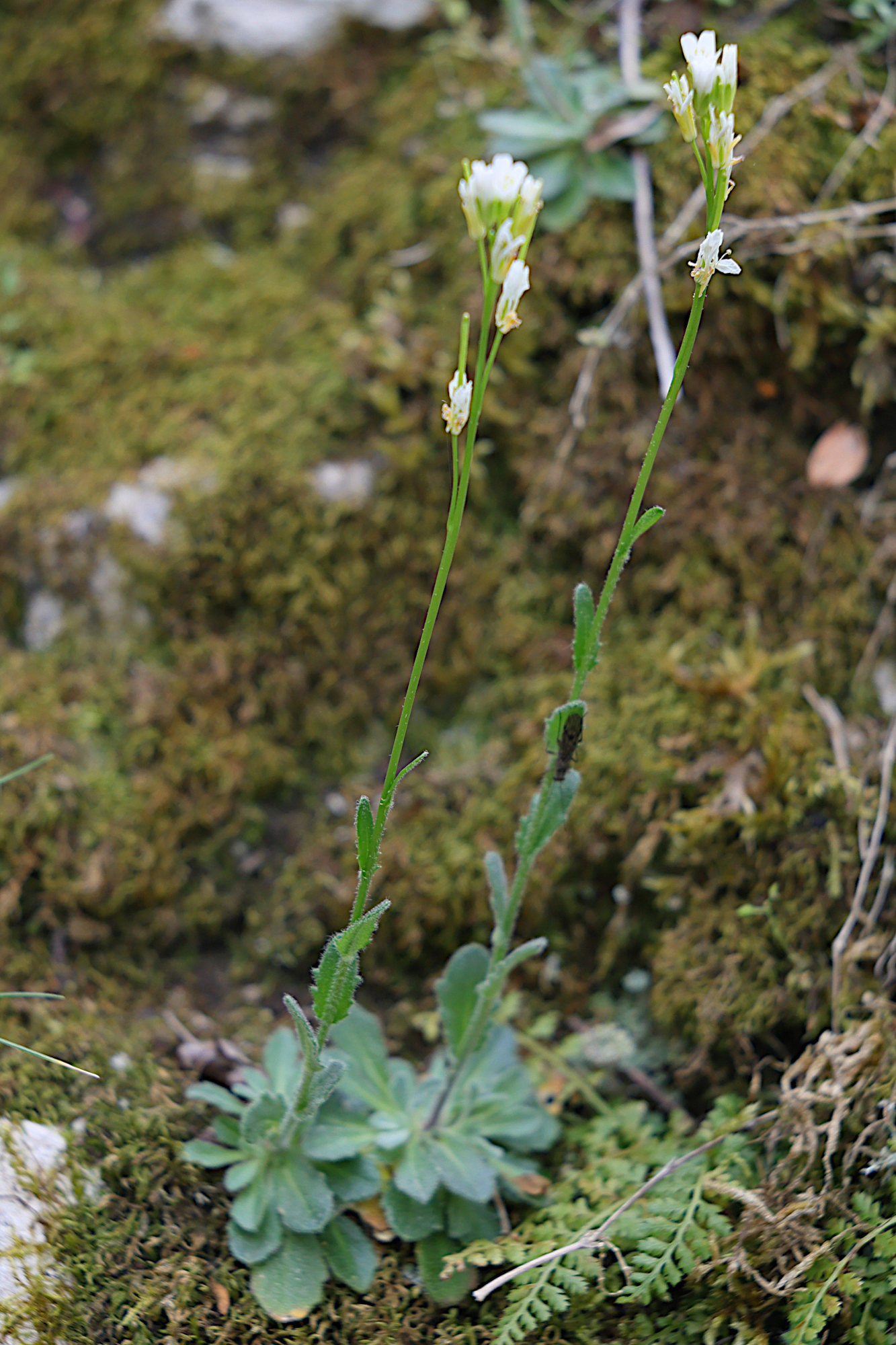 Afficher le média arabis_collina1md arabis_collina1md