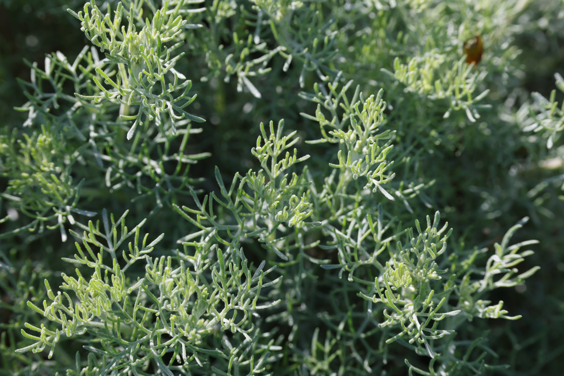 Afficher le média artemisia_pontica1md artemisia_pontica1md