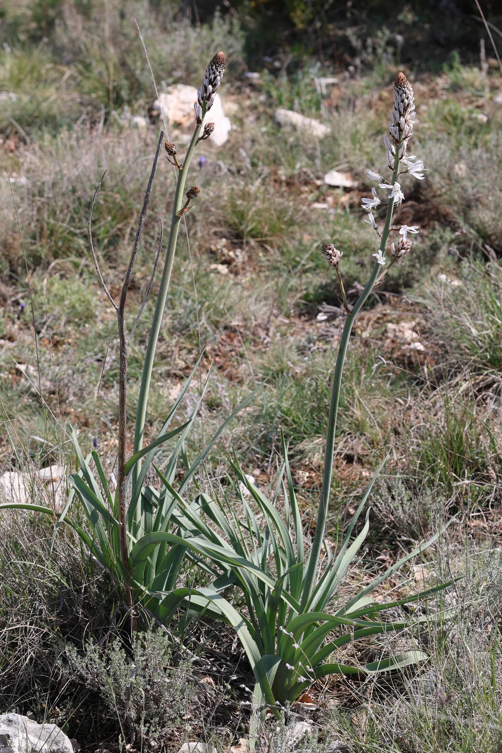 Afficher le média asphodelus_macrocarpus_macrocarpus1md asphodelus_macrocarpus_macrocarpus1md