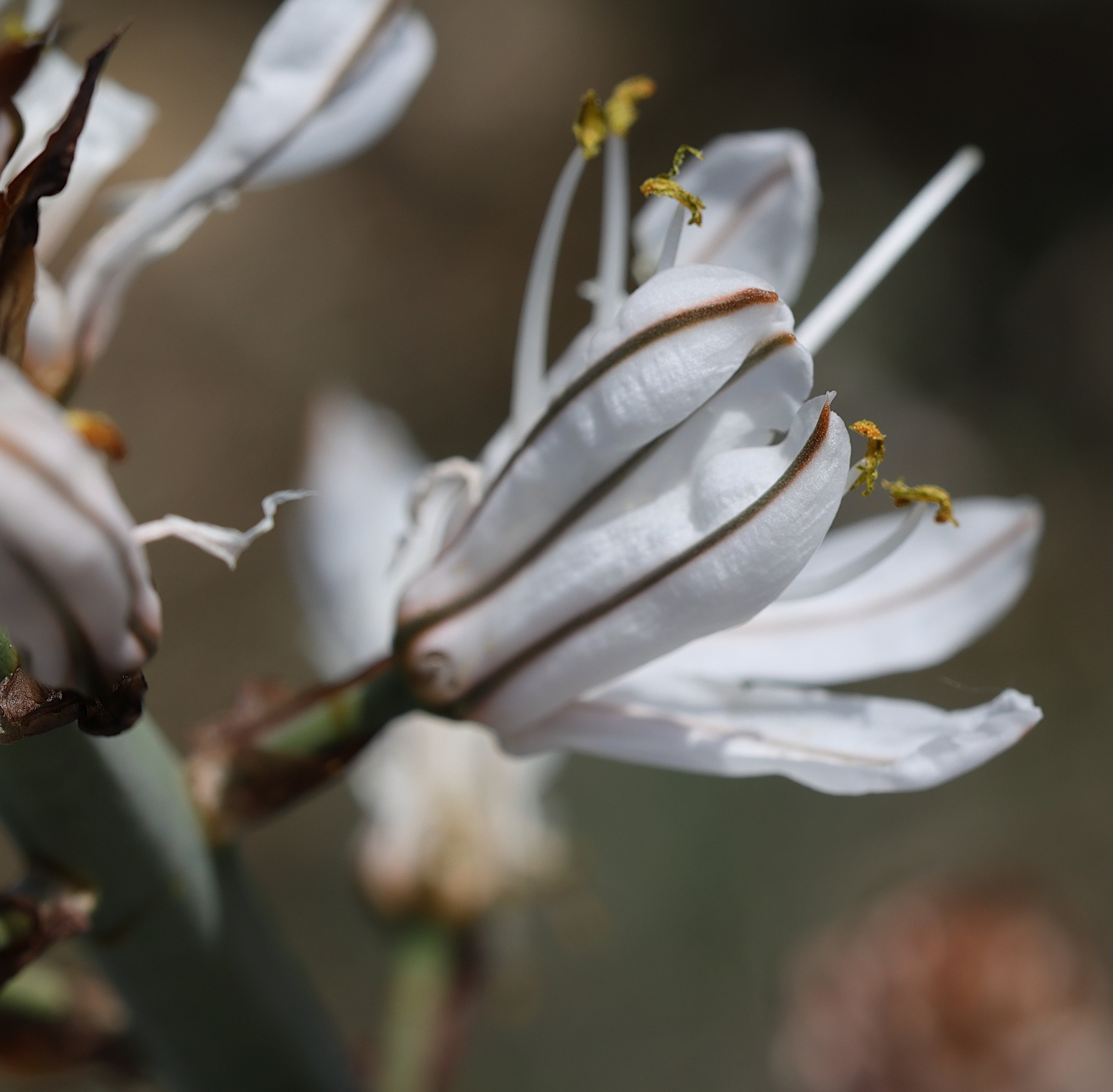 Afficher le média asphodelus_macrocarpus_macrocarpus2md asphodelus_macrocarpus_macrocarpus2md