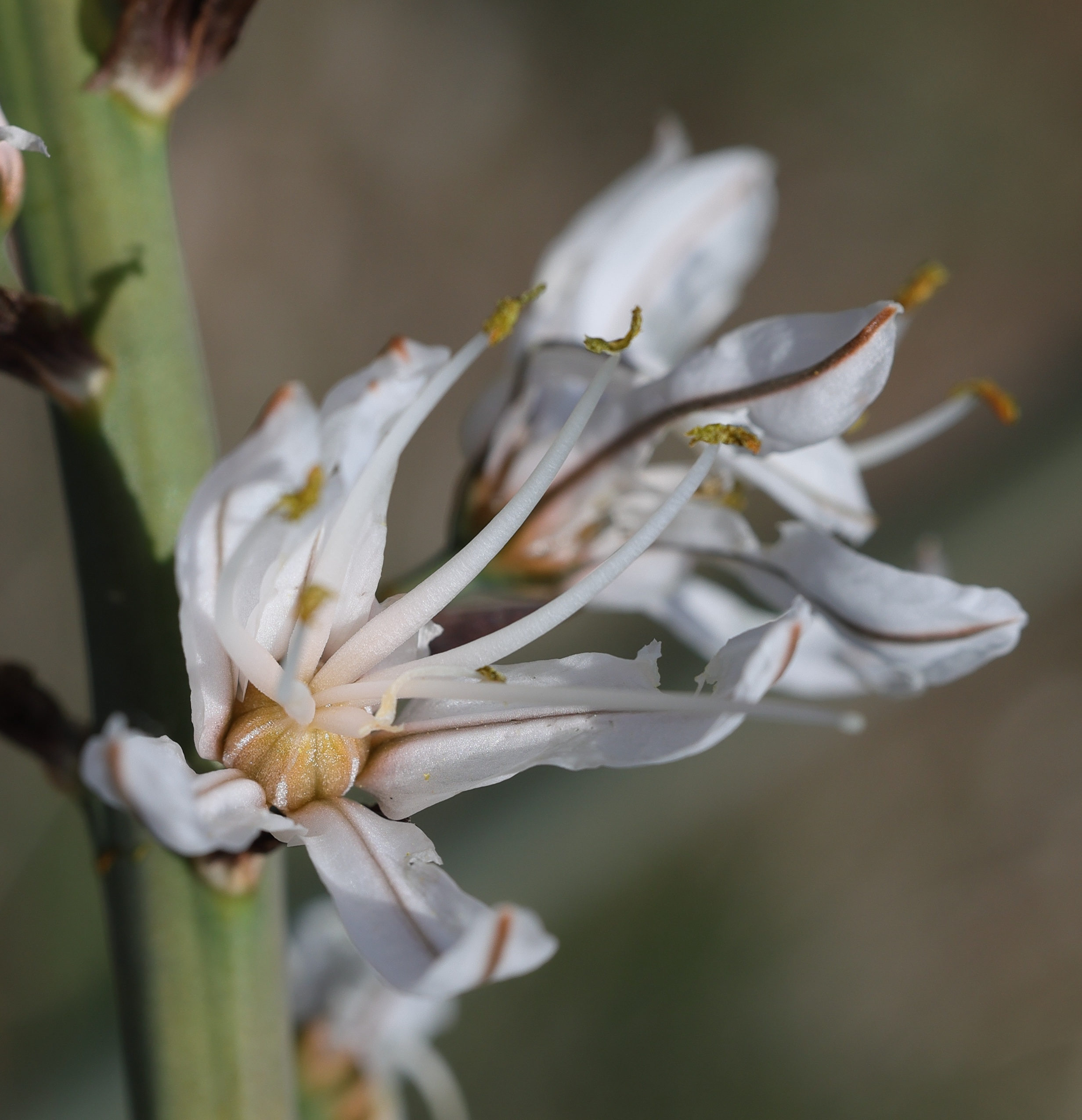Afficher le média asphodelus_macrocarpus_macrocarpus3md asphodelus_macrocarpus_macrocarpus3md