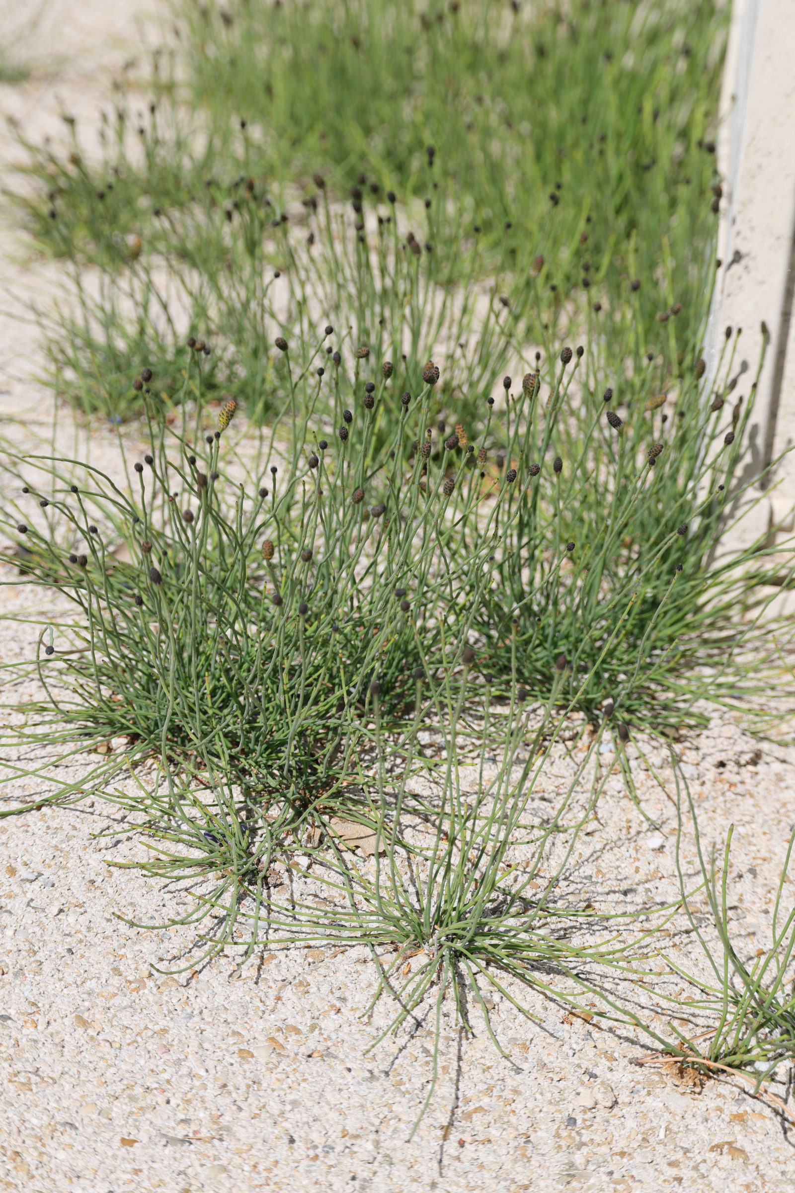 Afficher le média equisetum_x_meridionale1md equisetum_x_meridionale1md