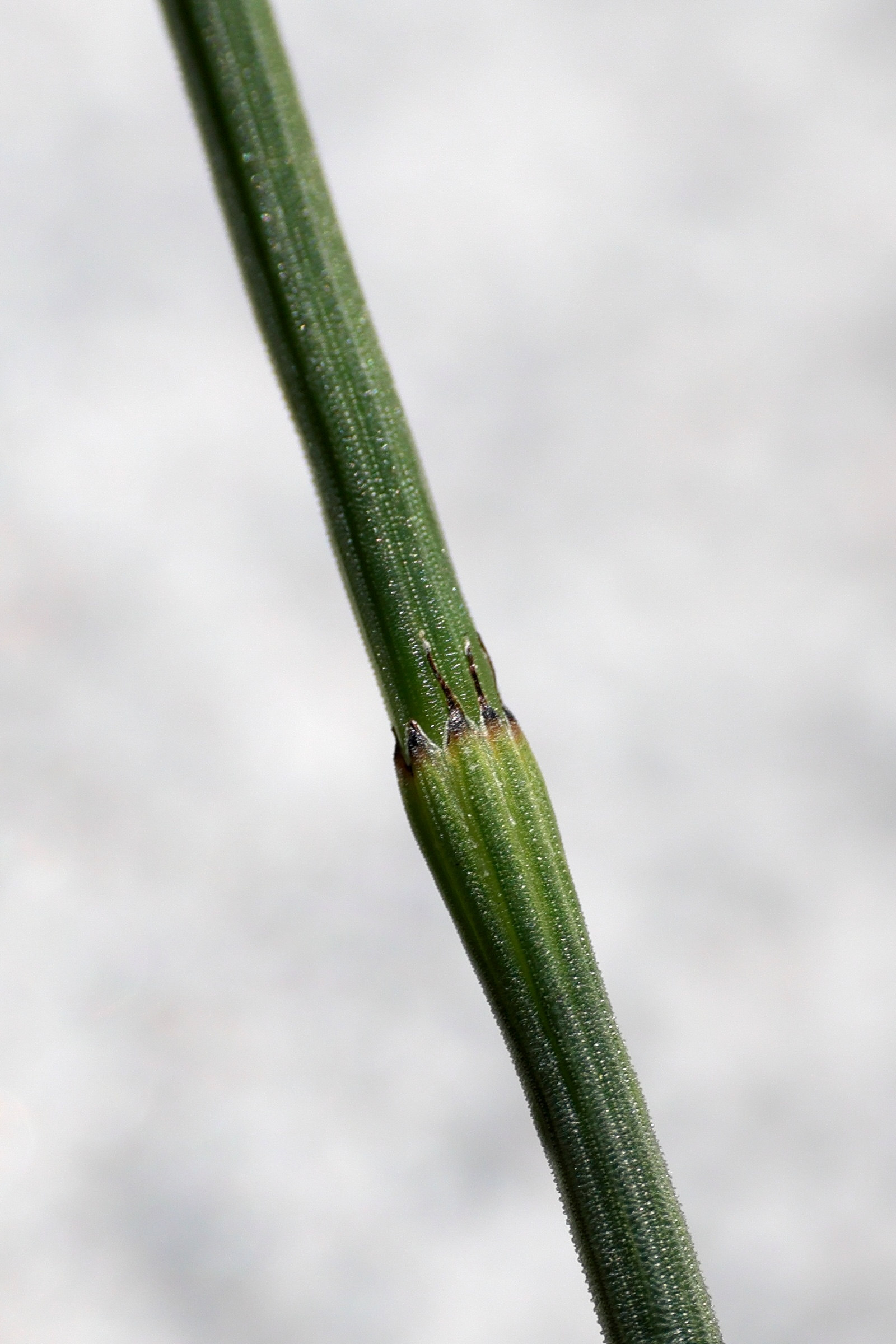 Afficher le média equisetum_x_meridionale2md equisetum_x_meridionale2md