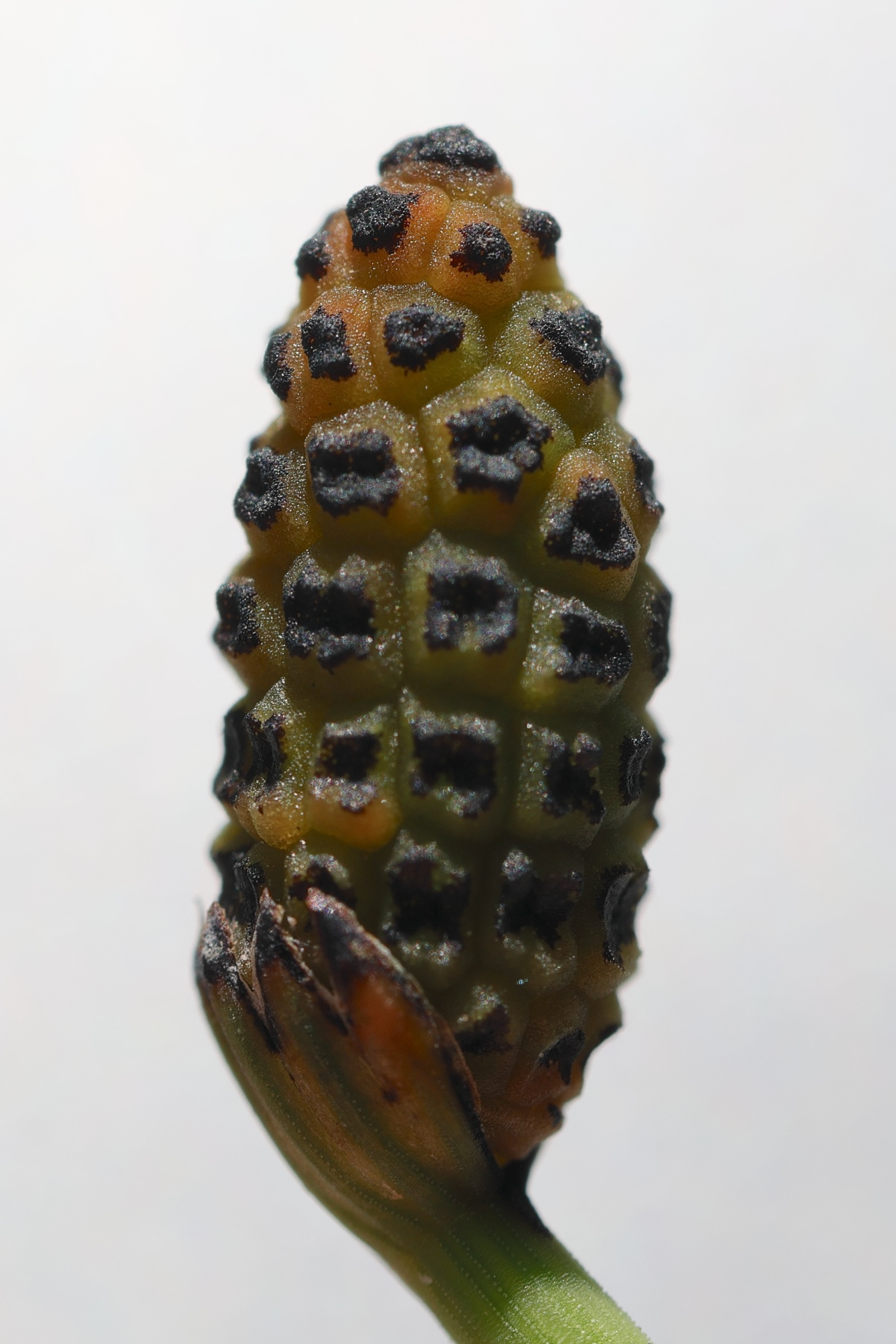 Afficher le média equisetum_x_meridionale3md equisetum_x_meridionale3md