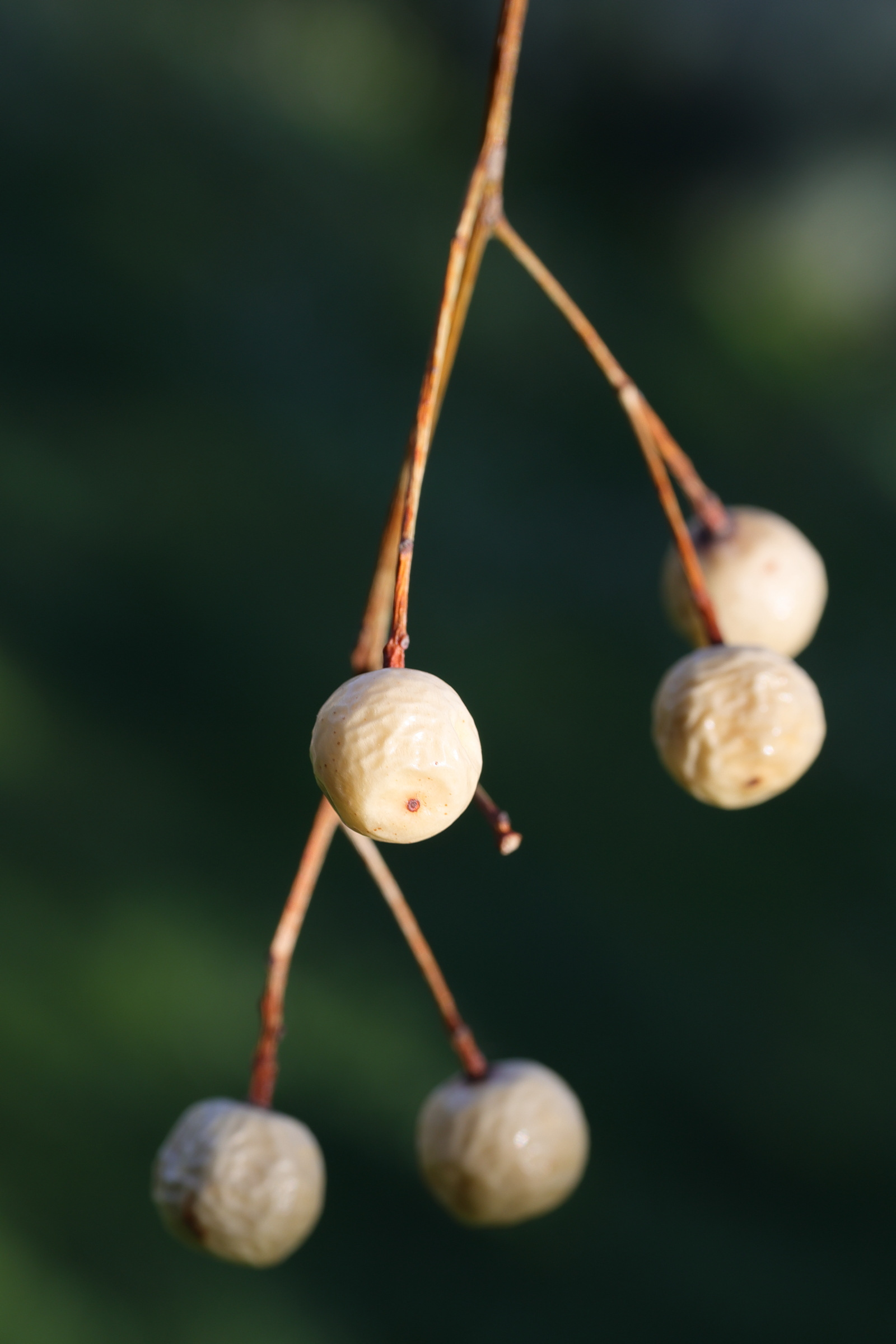 Afficher le média melia_azedarach7md melia_azedarach7md