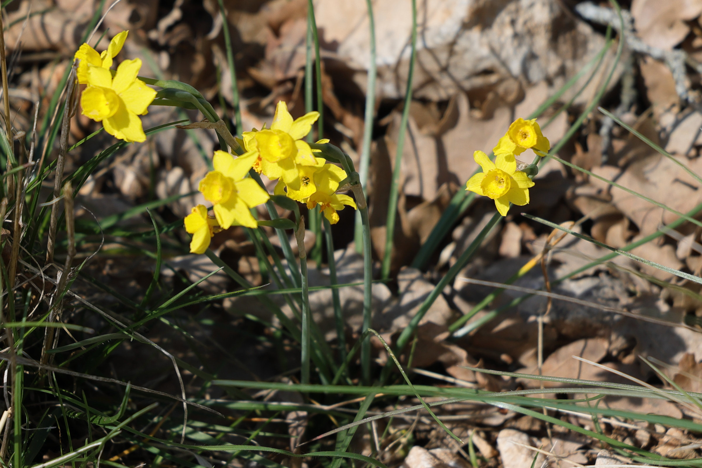 narcissus_assoanus1md