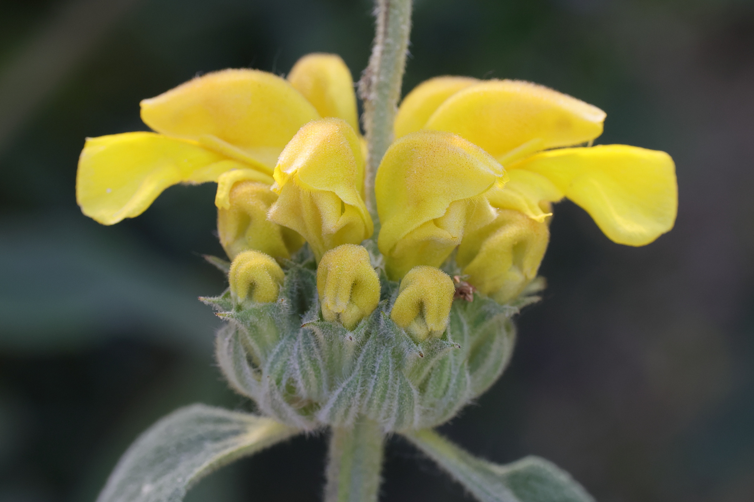 Afficher le média phlomis_fruticosa3md phlomis_fruticosa3md