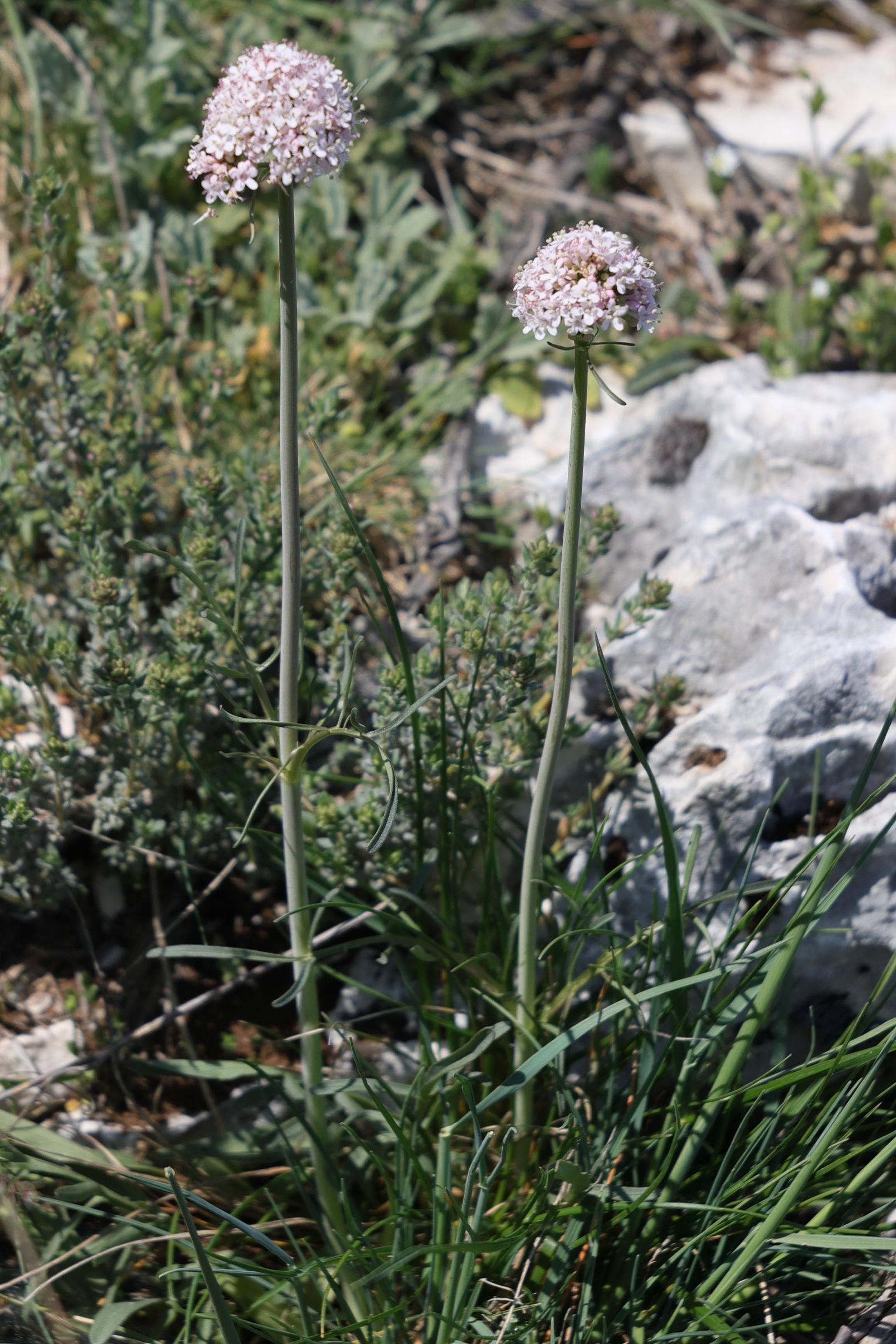 Afficher le média valeriana_tuberosa1md valeriana_tuberosa1md