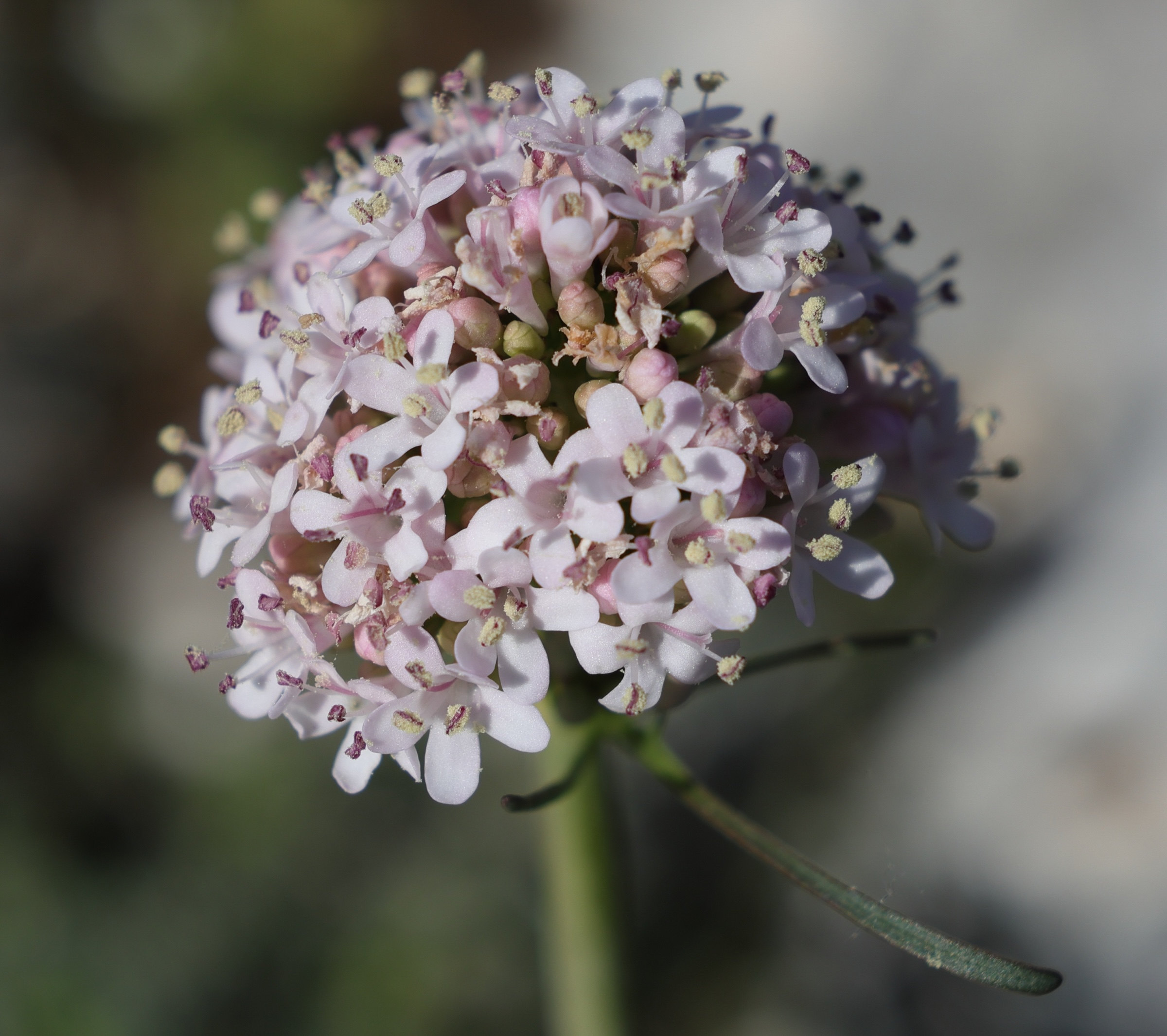 Afficher le média valeriana_tuberosa2md valeriana_tuberosa2md