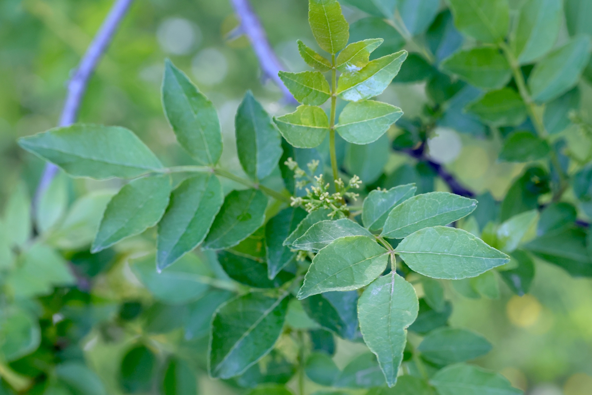 Afficher le média zanthoxylum_simulans1md zanthoxylum_simulans1md