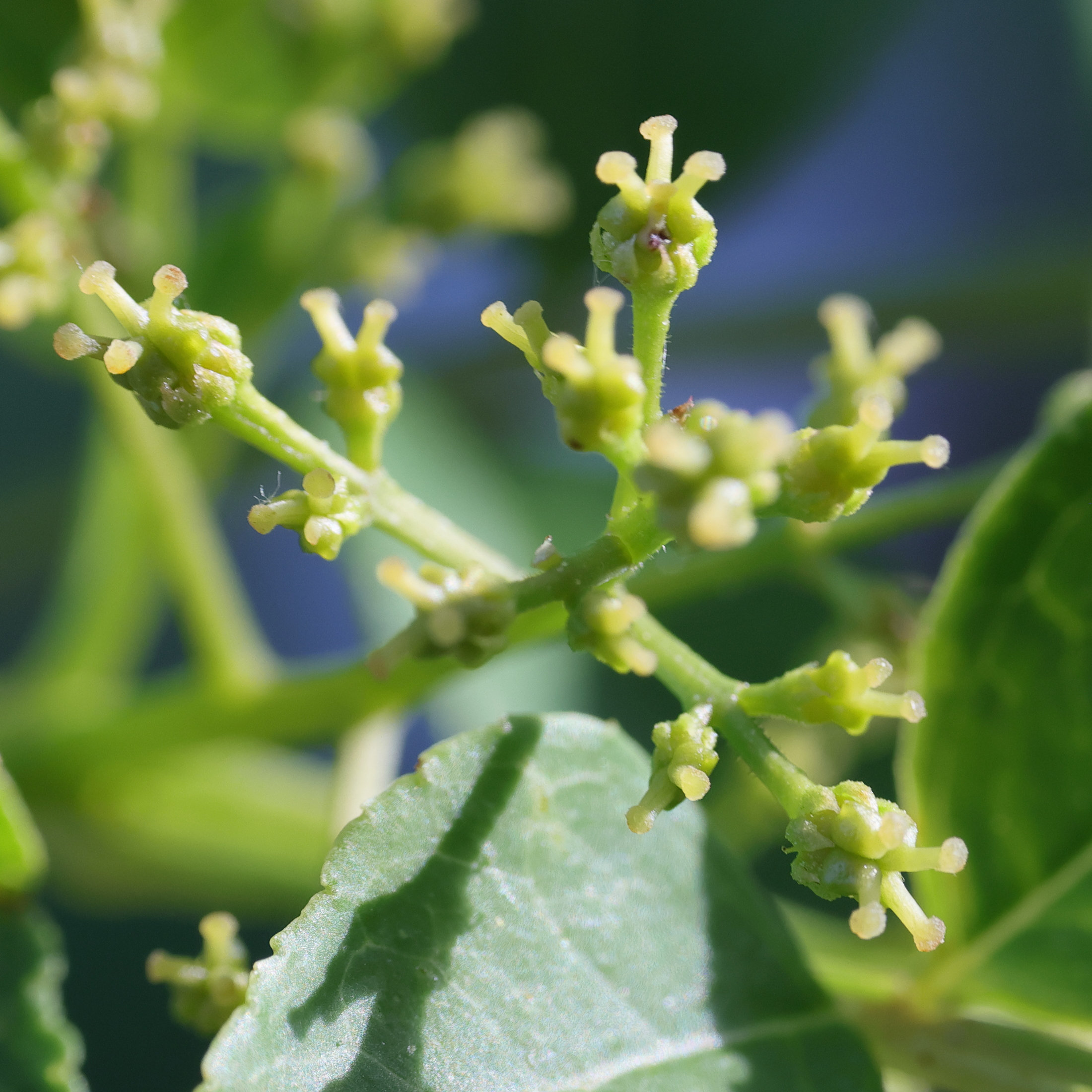 Afficher le média zanthoxylum_simulans2md zanthoxylum_simulans2md