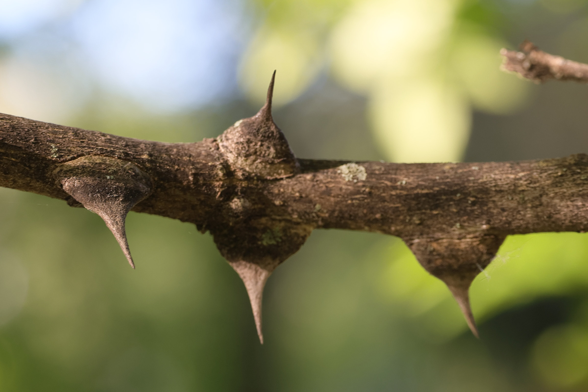 Afficher le média zanthoxylum_simulans3md zanthoxylum_simulans3md