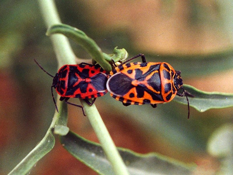 eurydema_ventralis4md