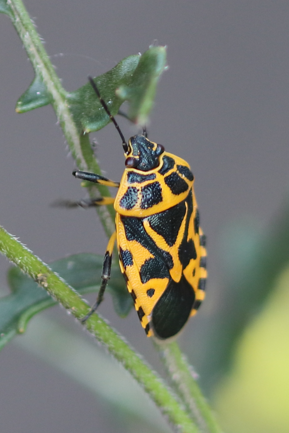 eurydema_ventralis5bd